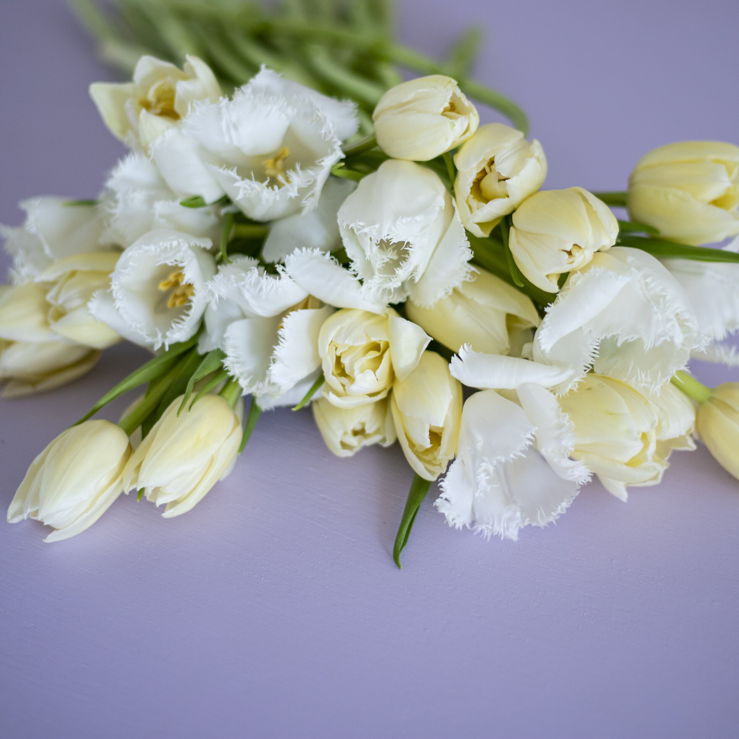 A close up of white and yellow tulips laying on a purple background