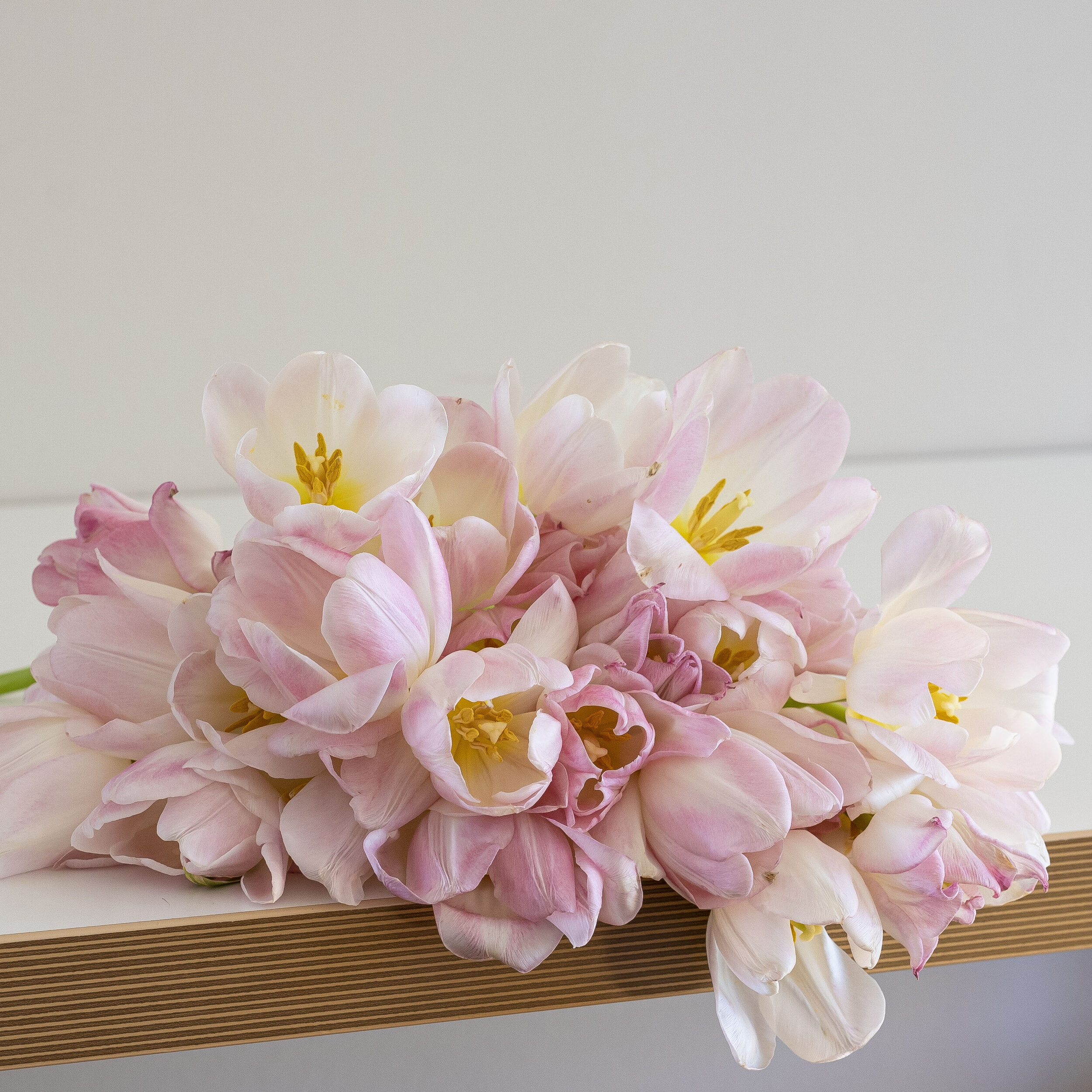 A close up of light pink tulips blooming laying on a table top