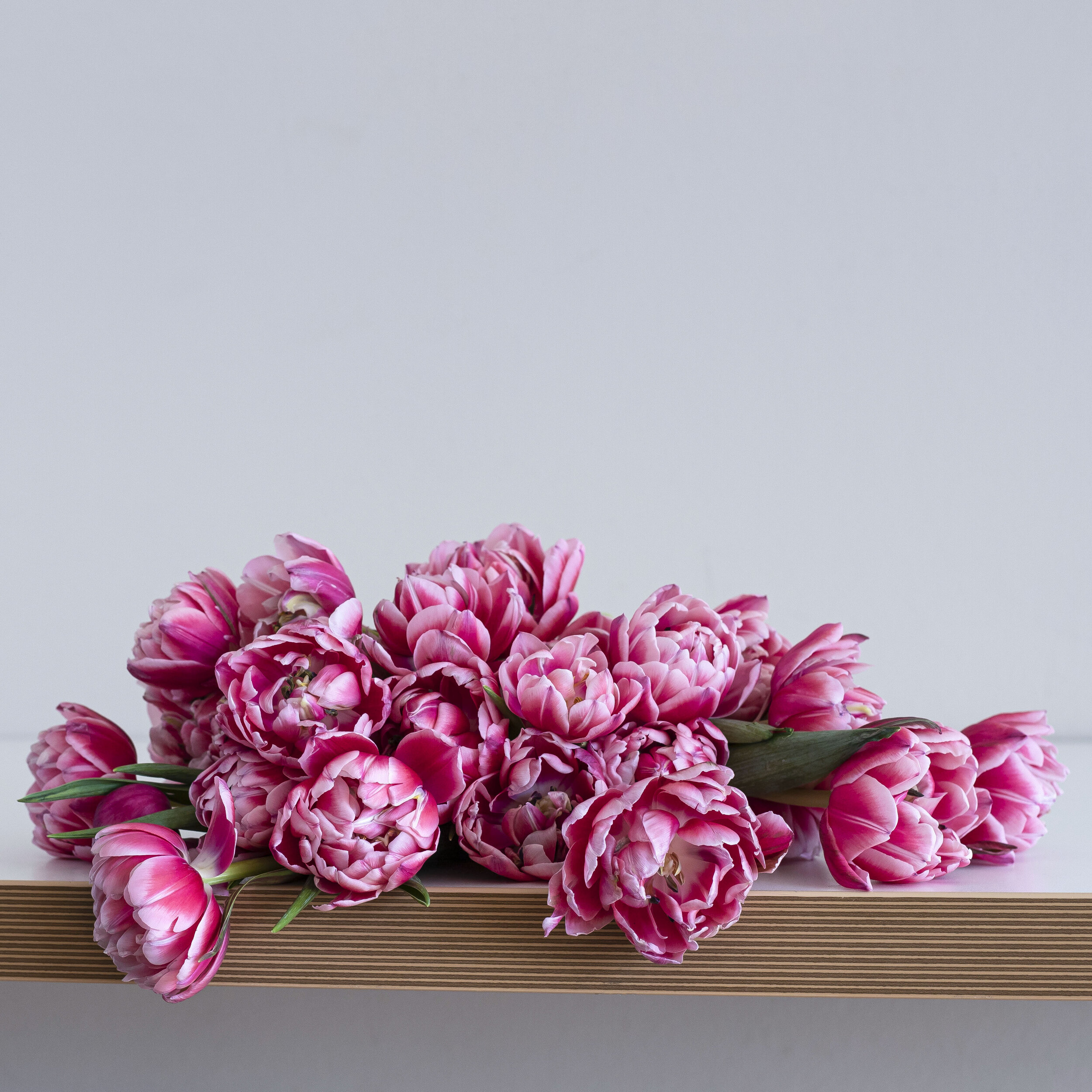 Dark pink tulips blooming on a white table top