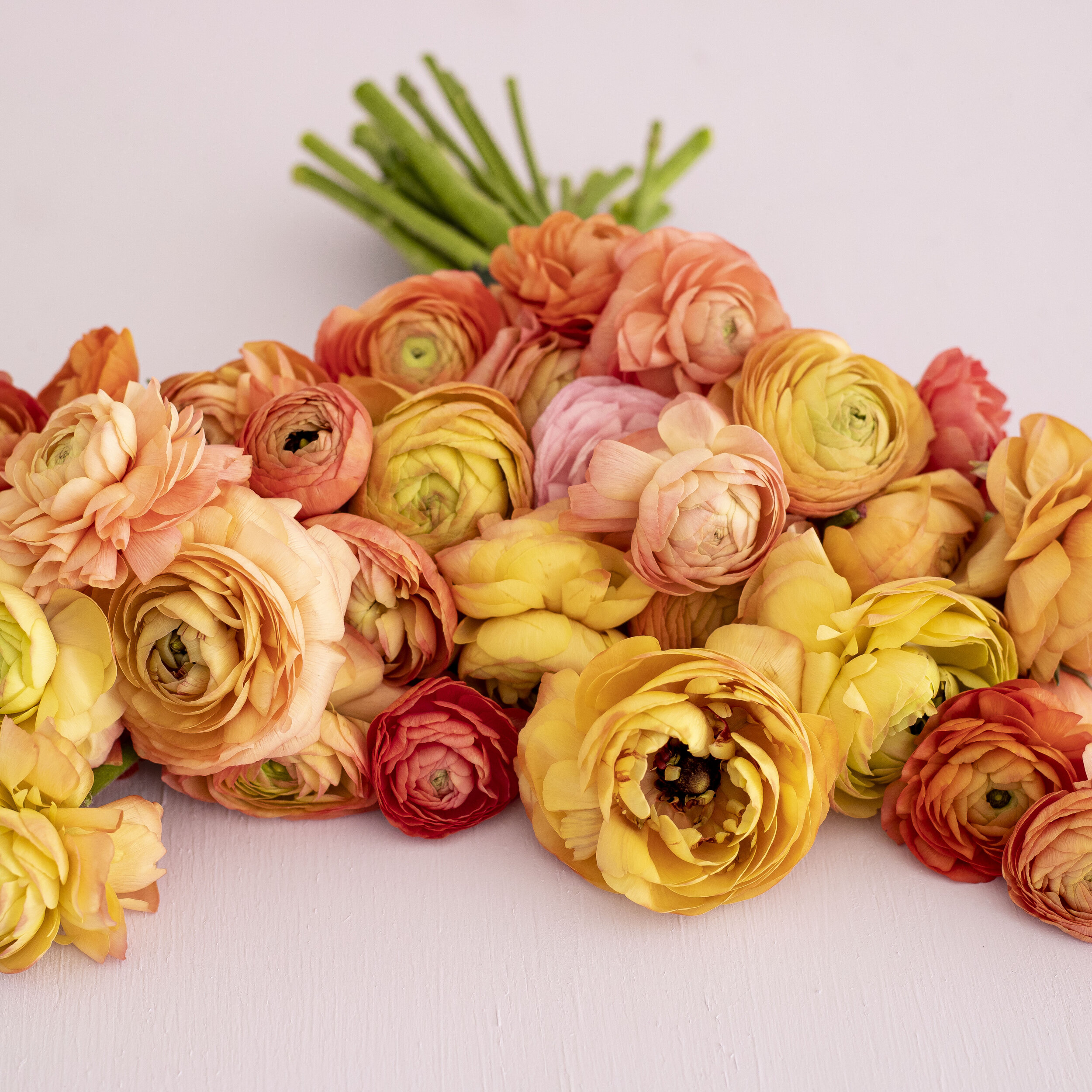 Stems of yellow and orange ranunculus laying flat on a table top