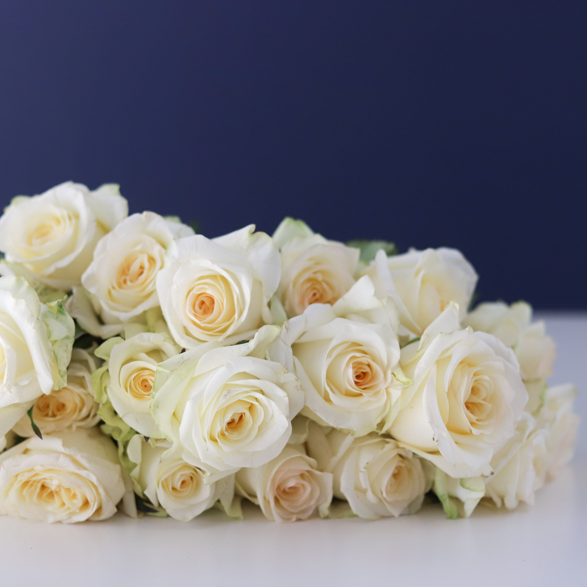 A close up of several white roses laying on a table with a navy background