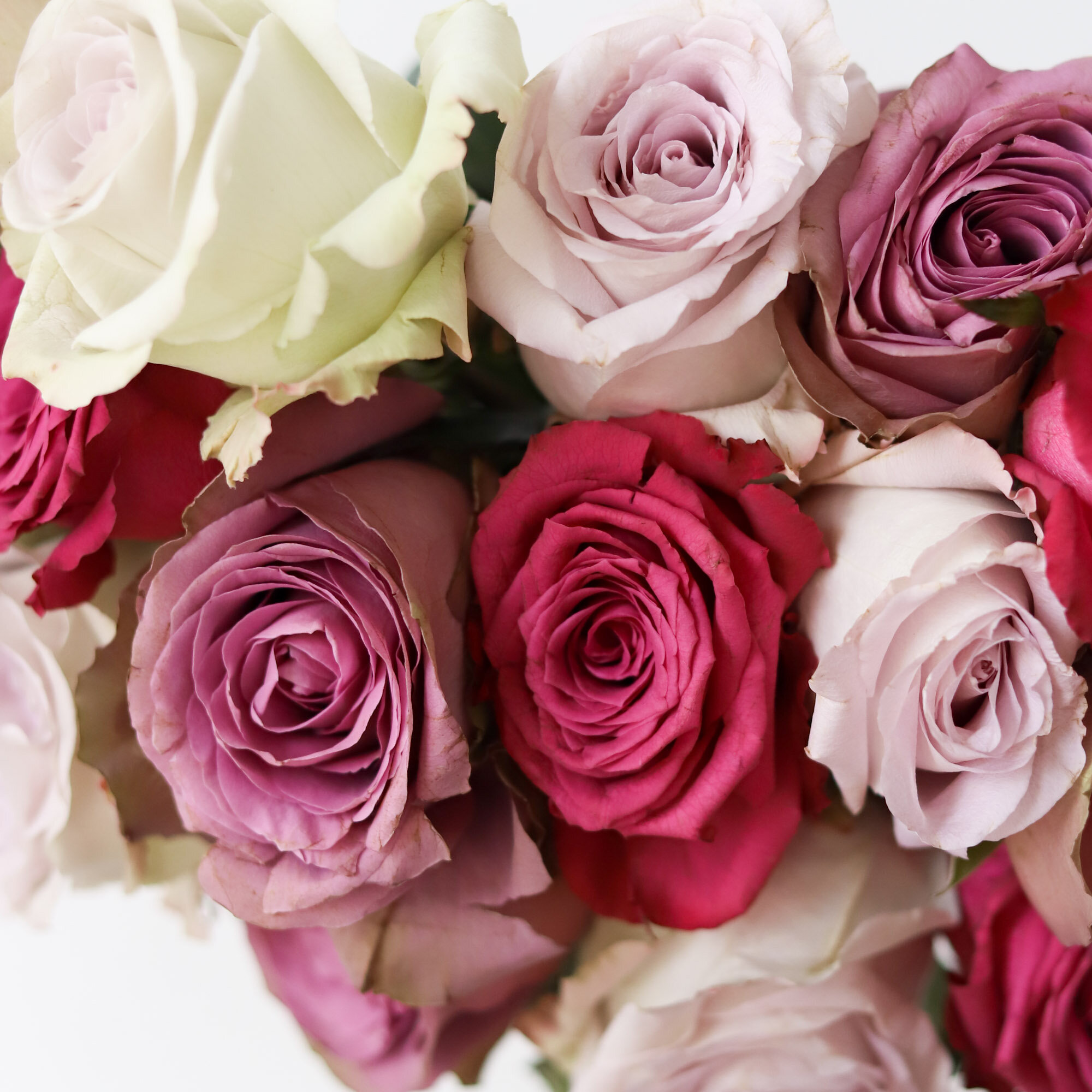 A close up of red, dark pink, and white roses