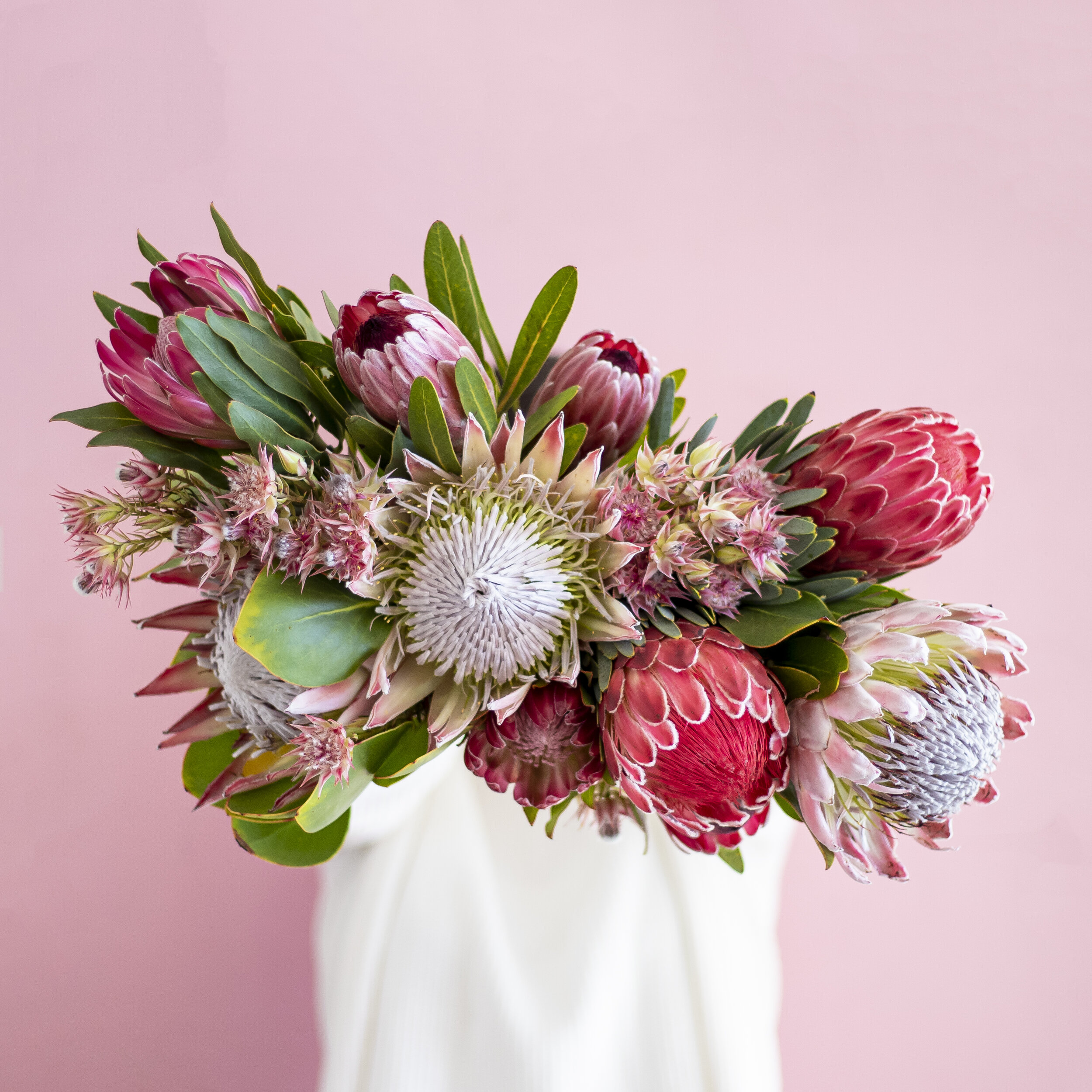 A bouquet head of pink protea flowers being held in front of a pink background