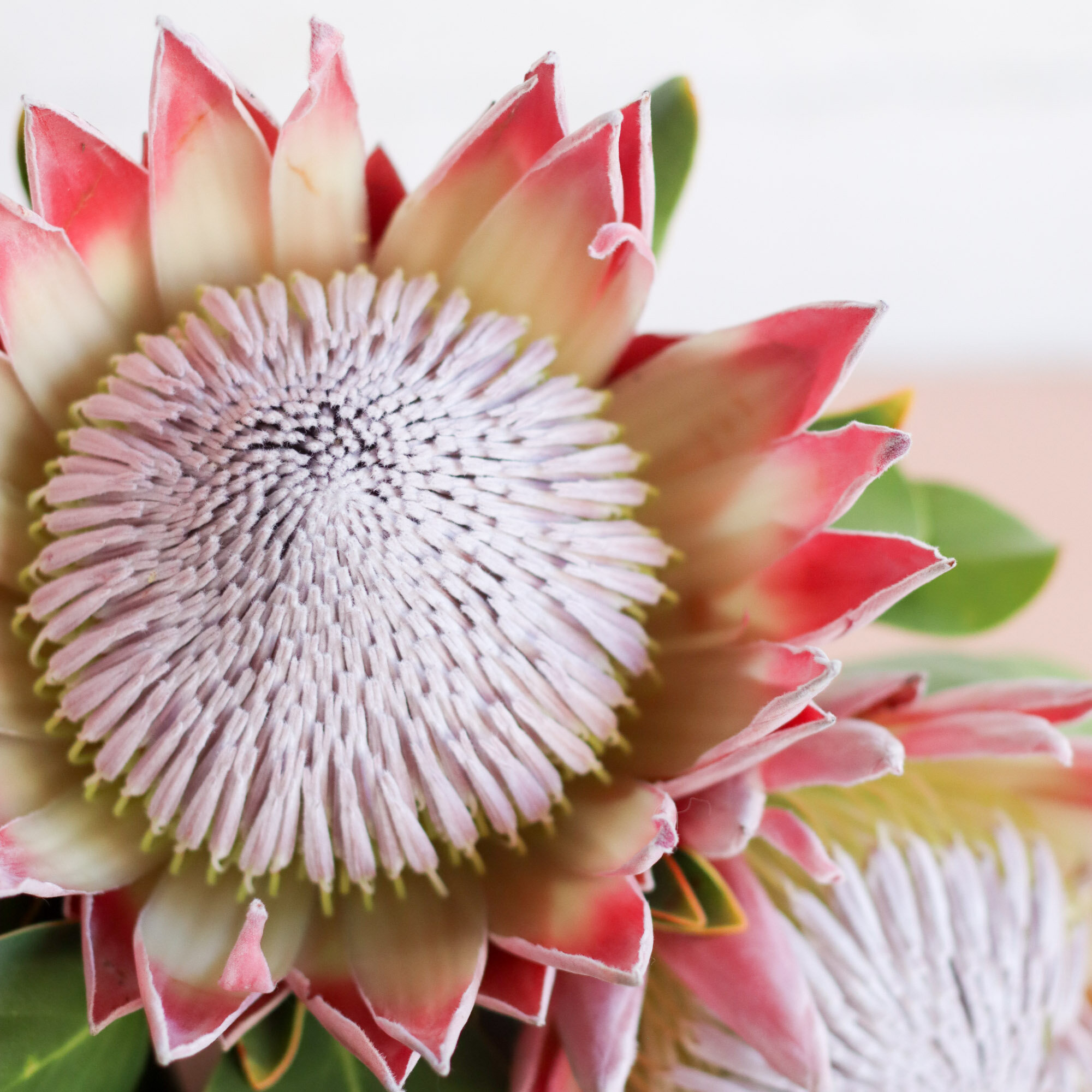 A close up of a large protea head in full bloom