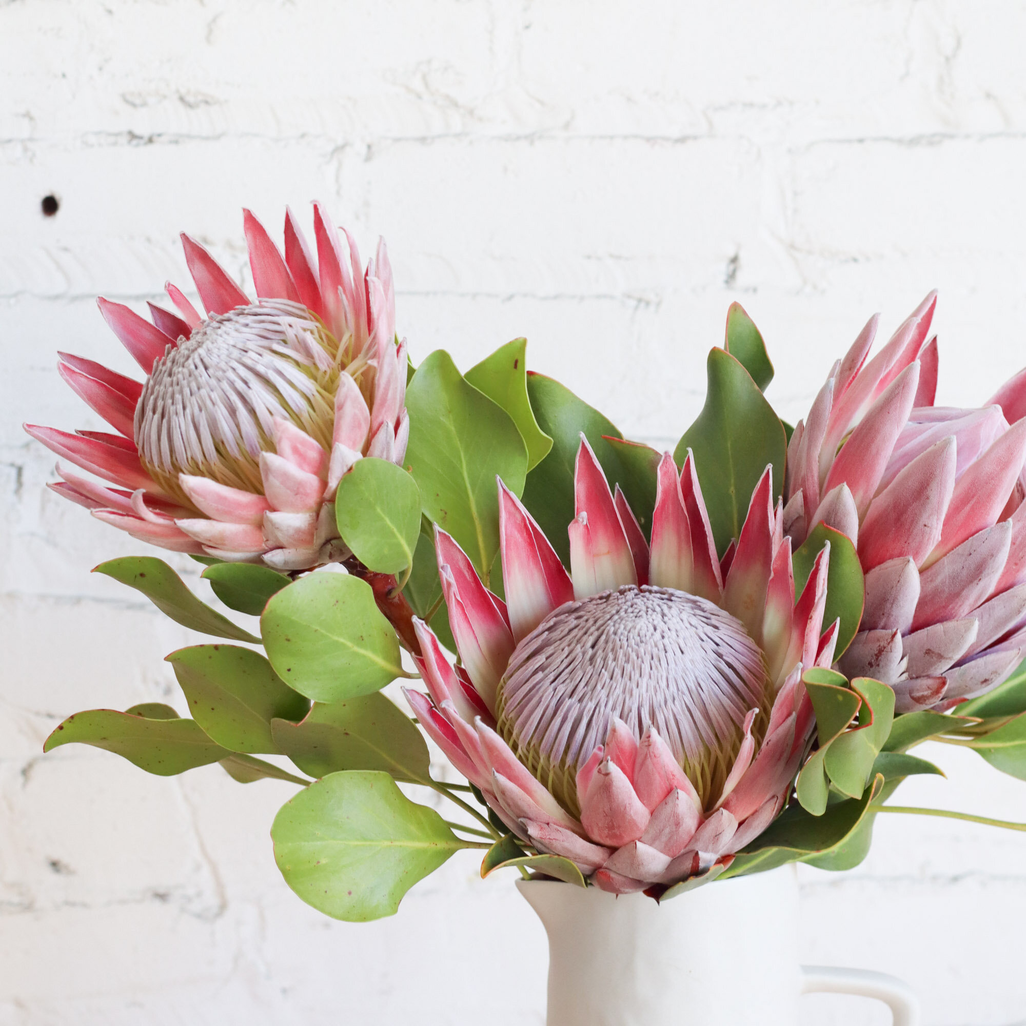 Three pink protea heads in a white vase photographed in front of a white brick wall