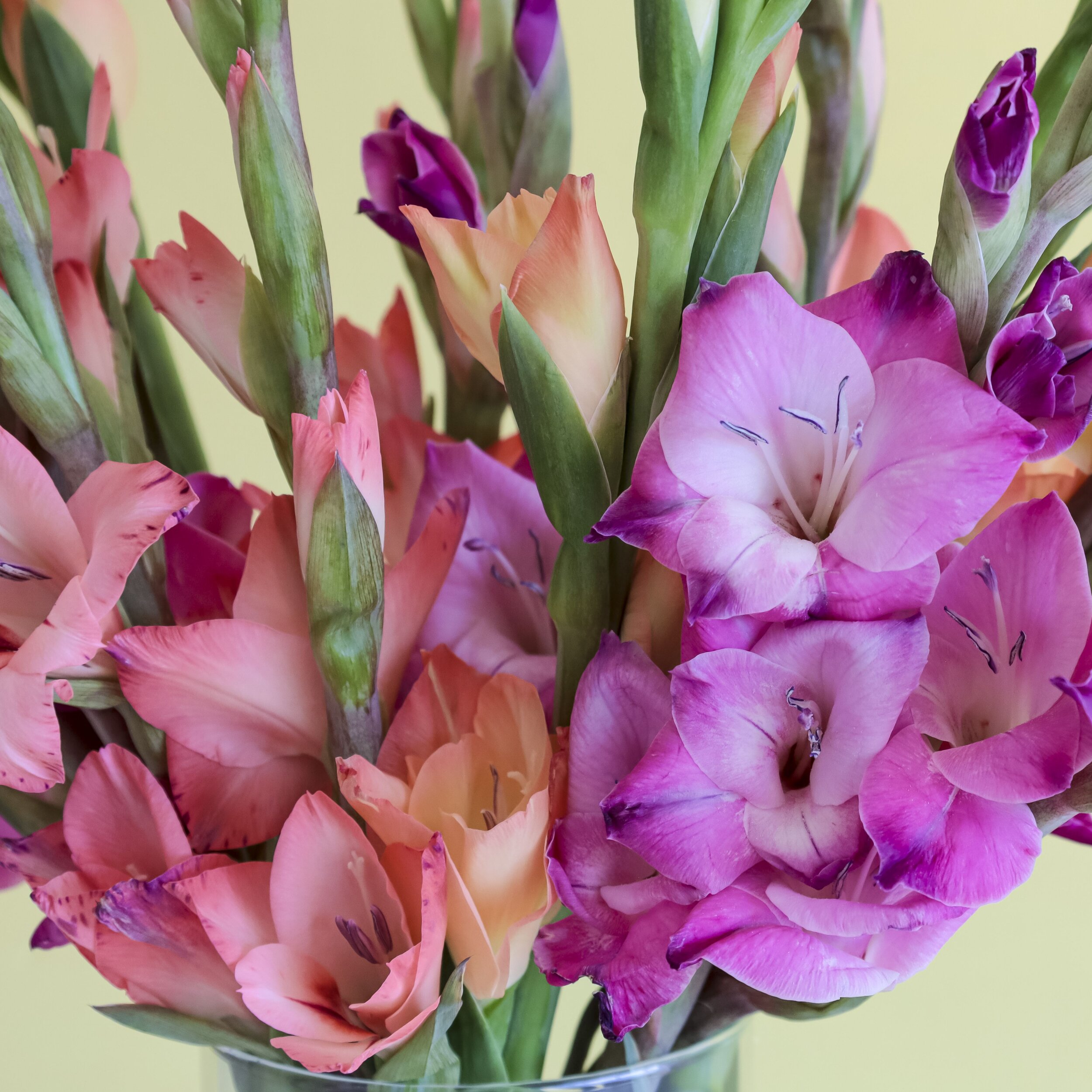 Gladiolus Flower Care