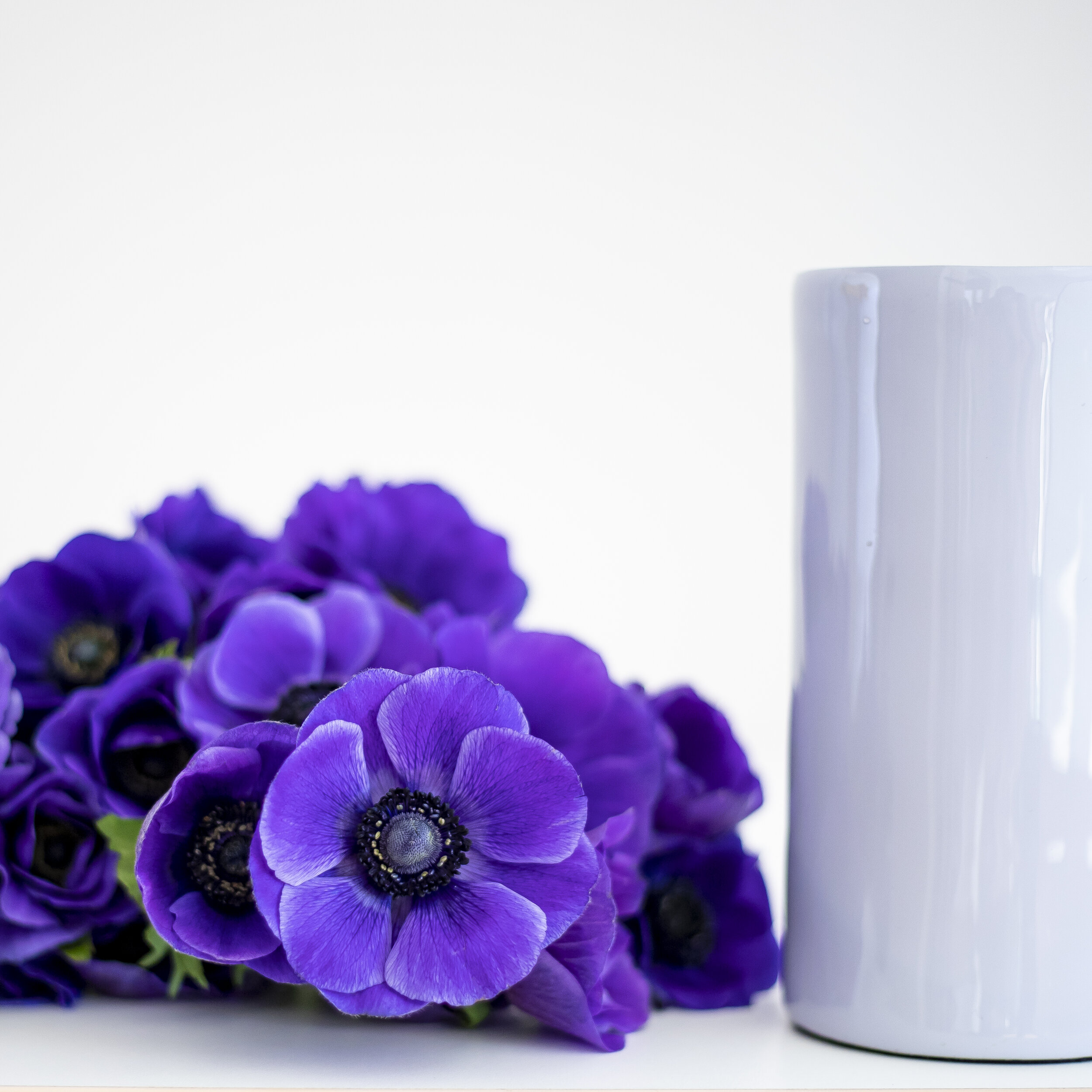 Bold purple anemones laying flat with a white vase sitting beside them