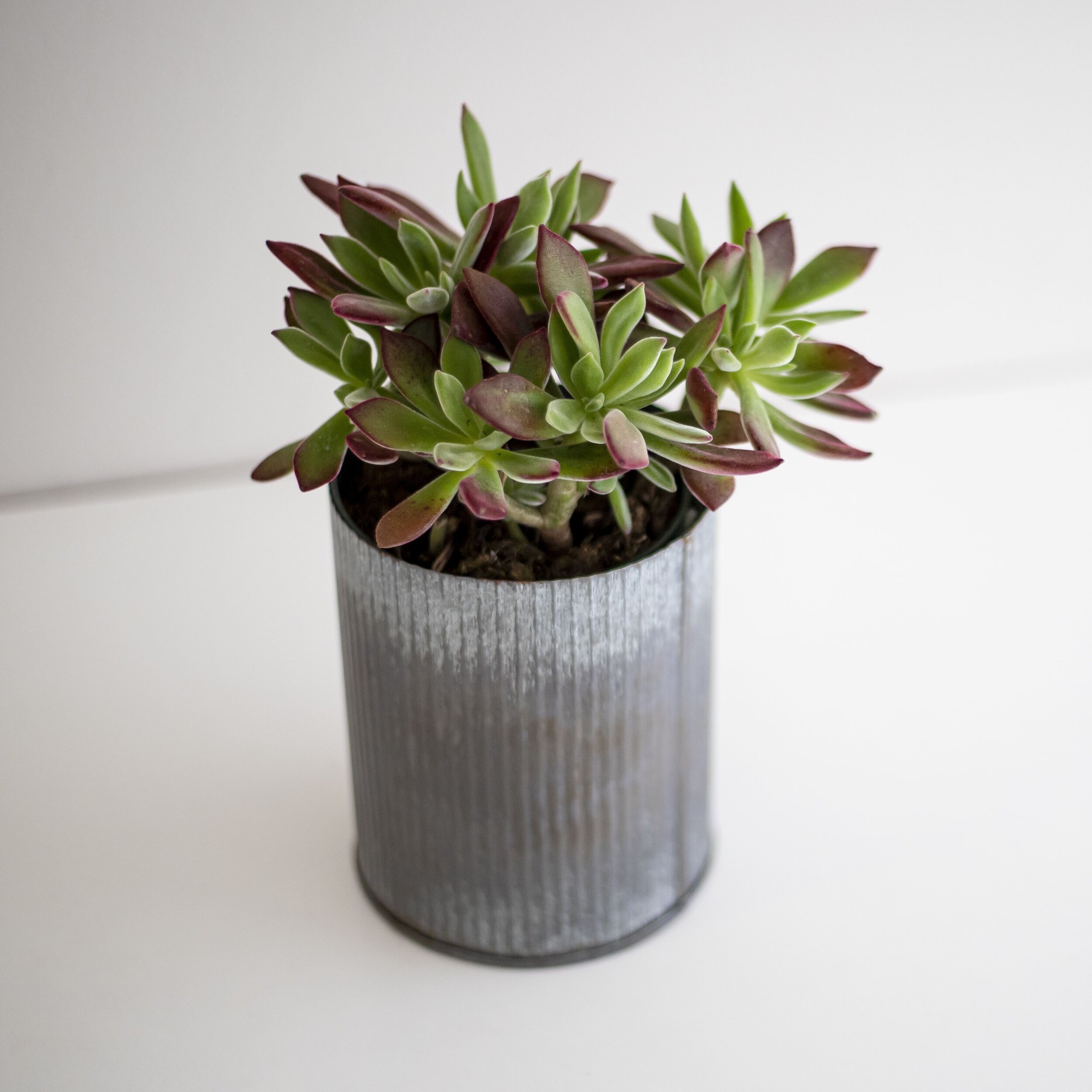 An Echeveria plant in a gray metal pot sitting on a white flat surface