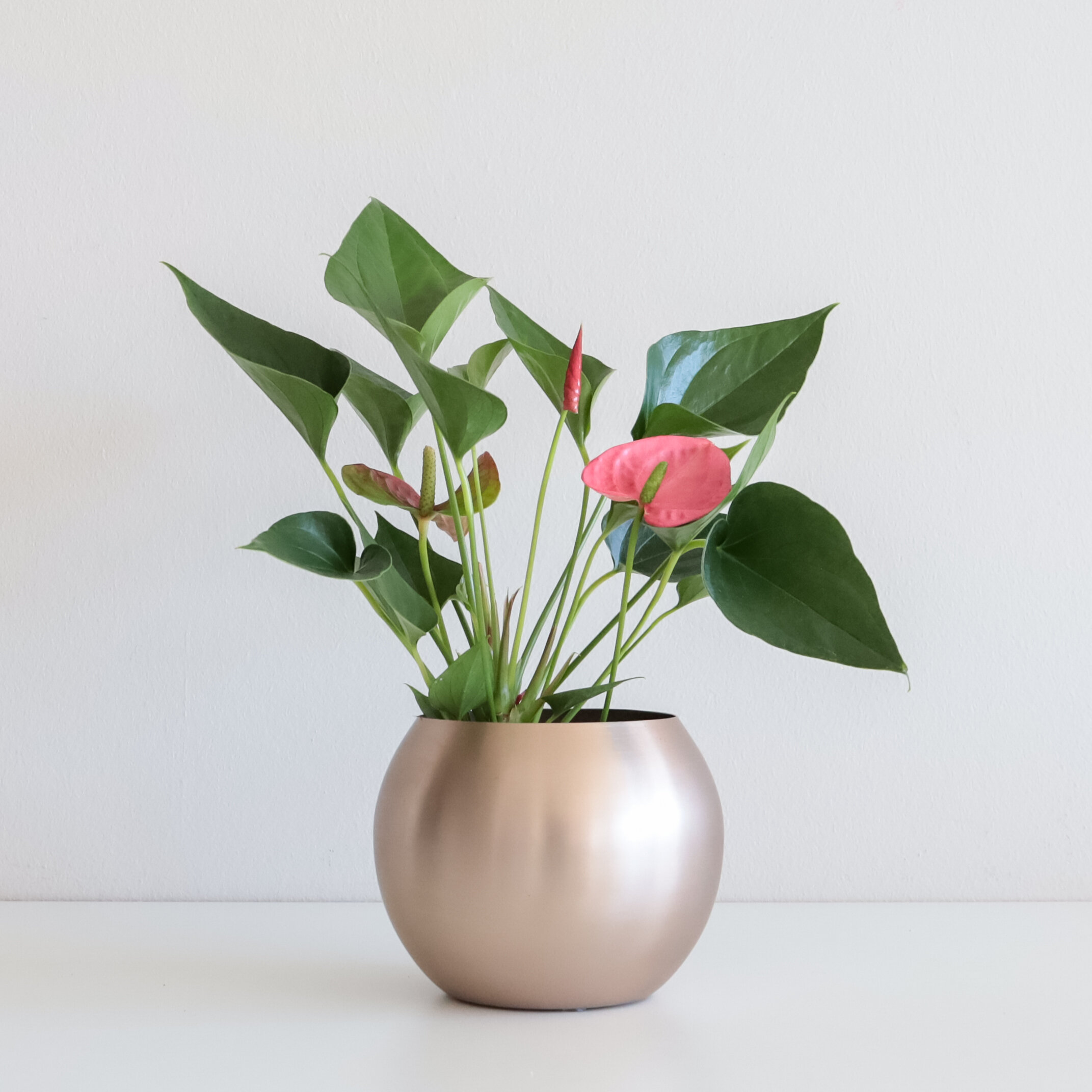 An Anthurium plant in a rose gold rounded pot sitting on a flat white surface