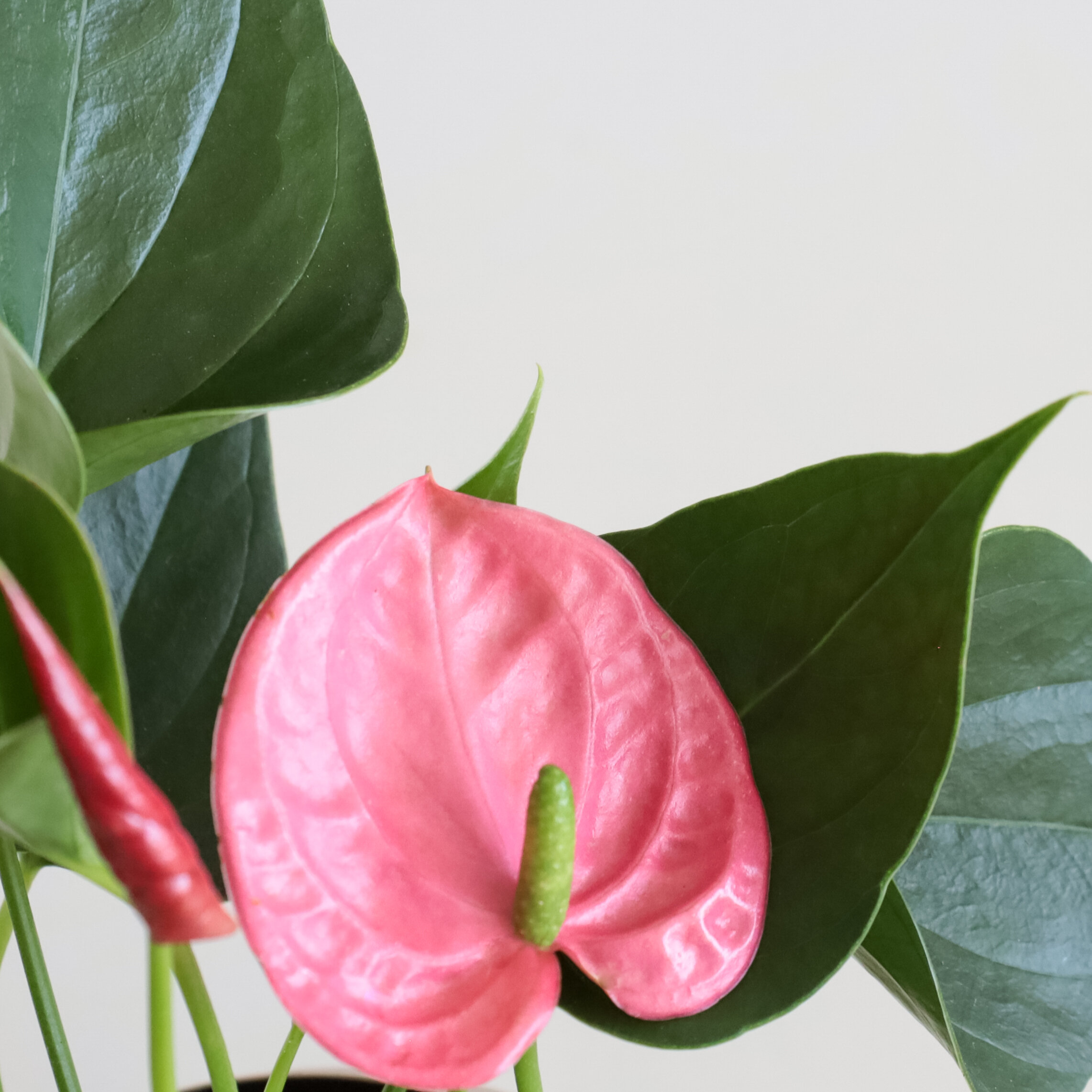 A close up of Anthurium pink and green leaves