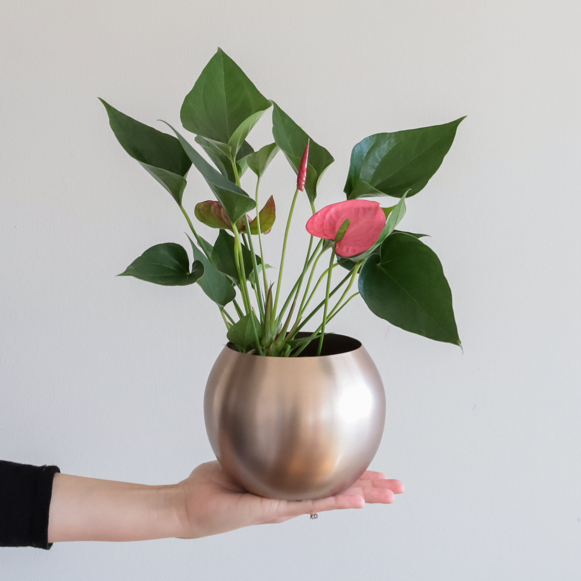 An Anthurium plant in a rose gold rounded pot being held up by a hand in front of a white background
