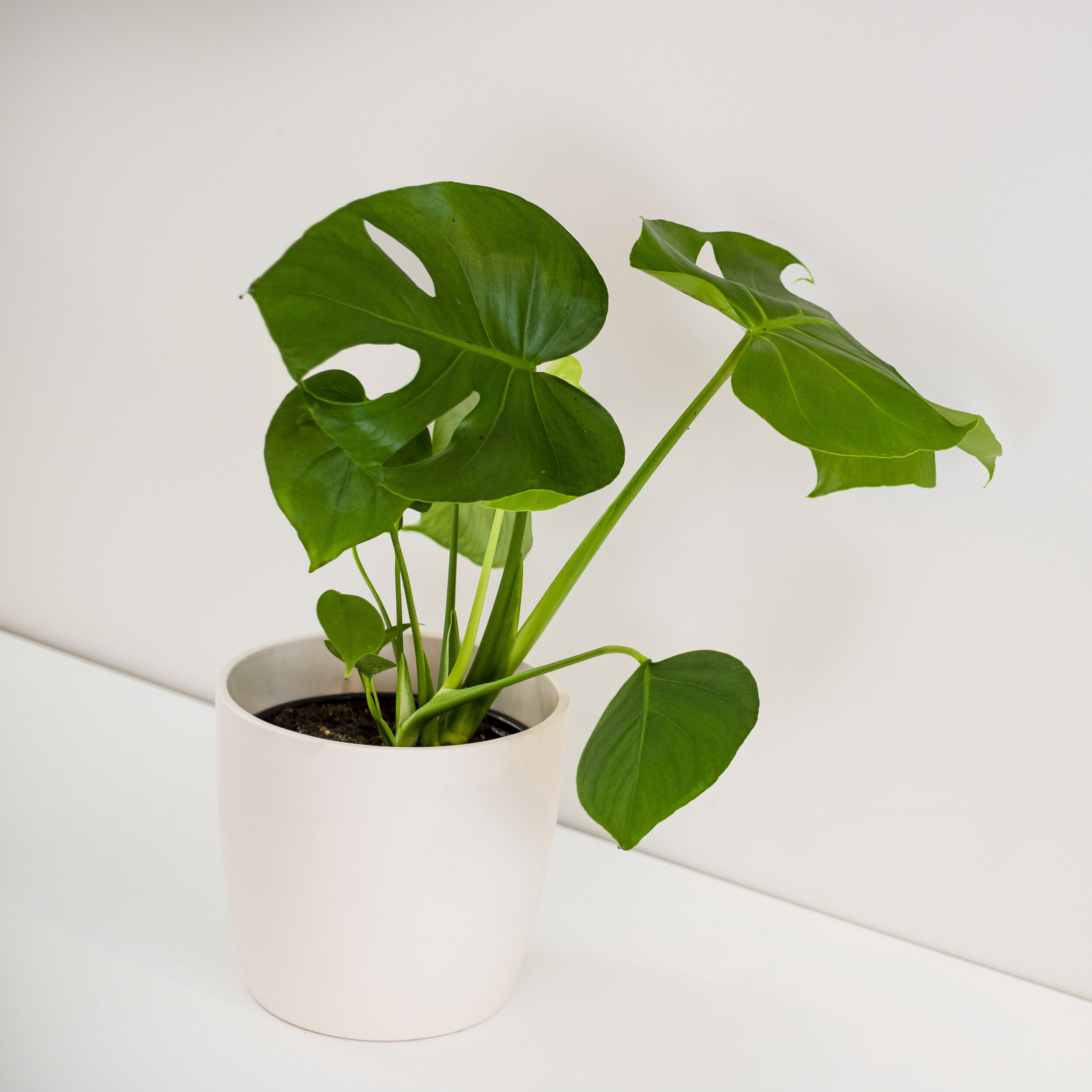 A green Monstera Deliciosa plant in a white pot sitting in front of a beige background