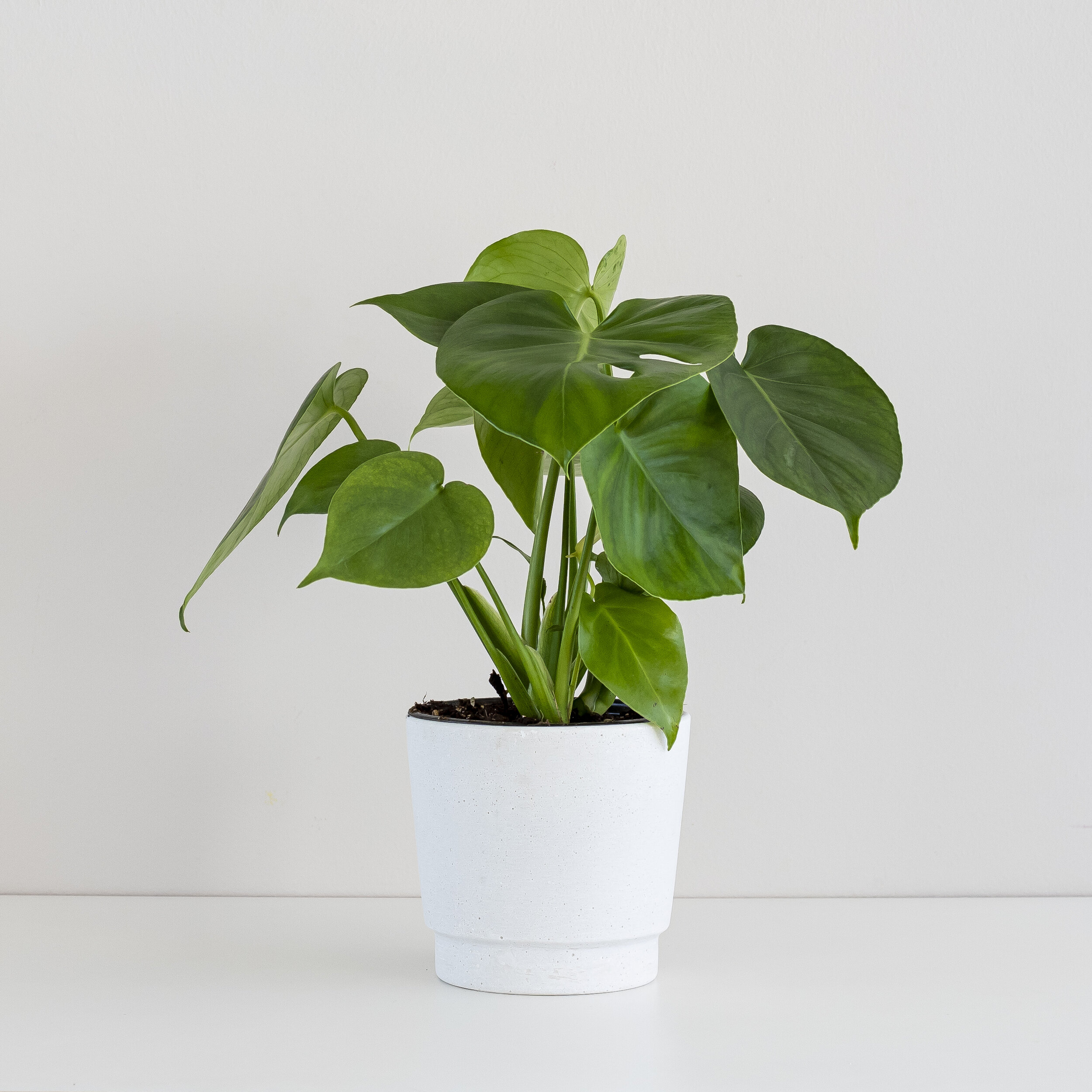 A green Monstera Deliciosa plant in a white pot siting in front of a beige background