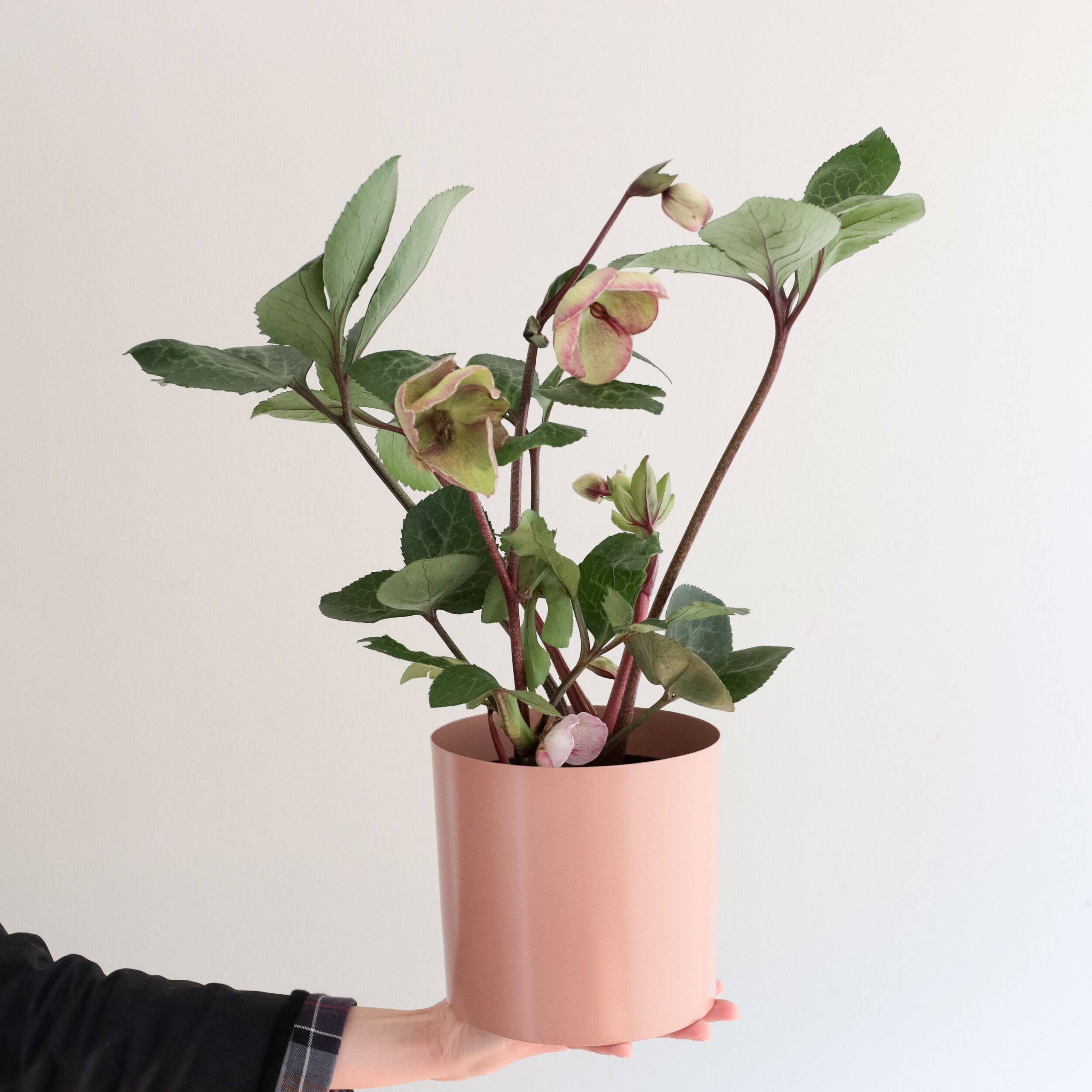 A hellebore plant in a peach colored pot being held up by a hand in front of a white background