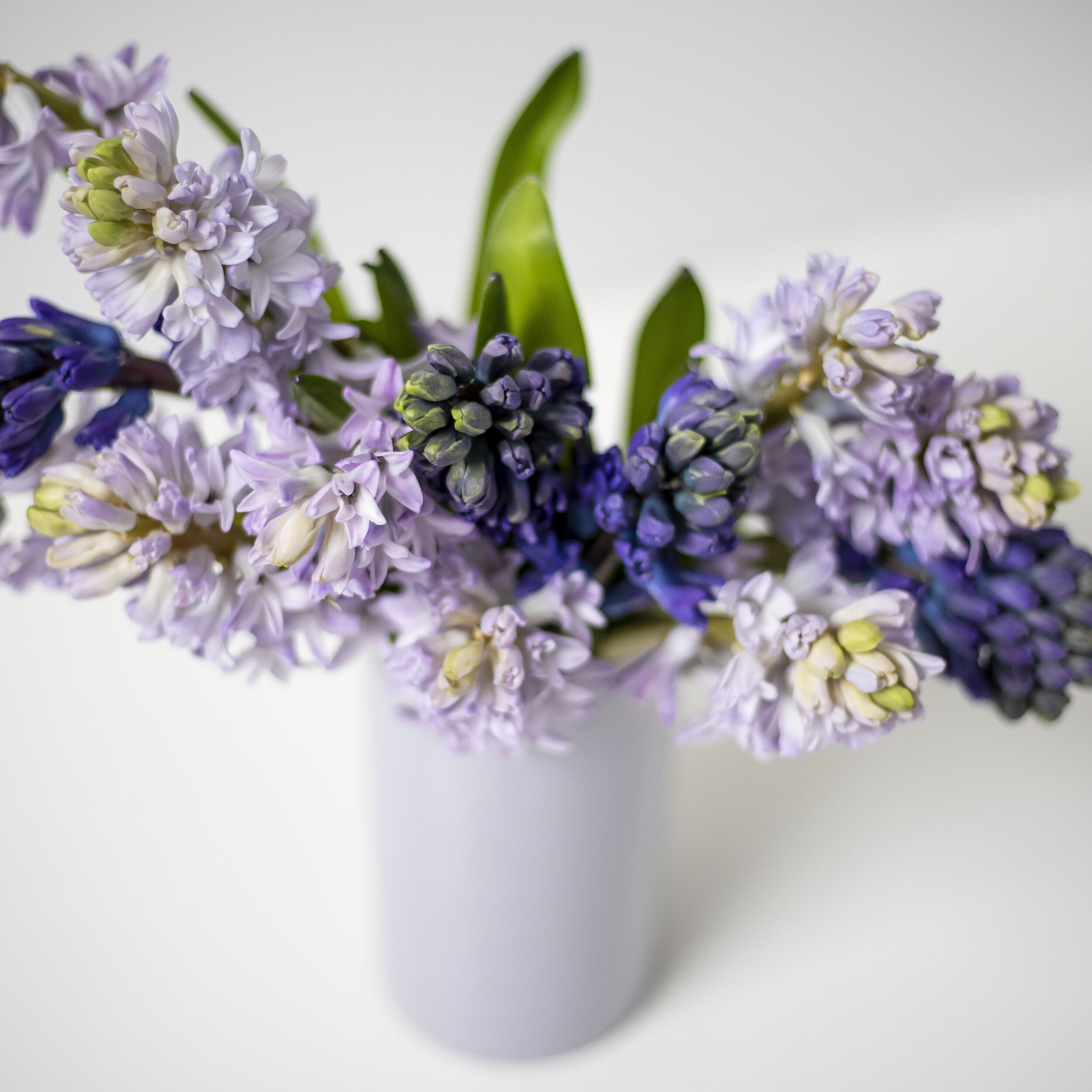 A close up of purple Hyacinth stems in a lavender colored vase