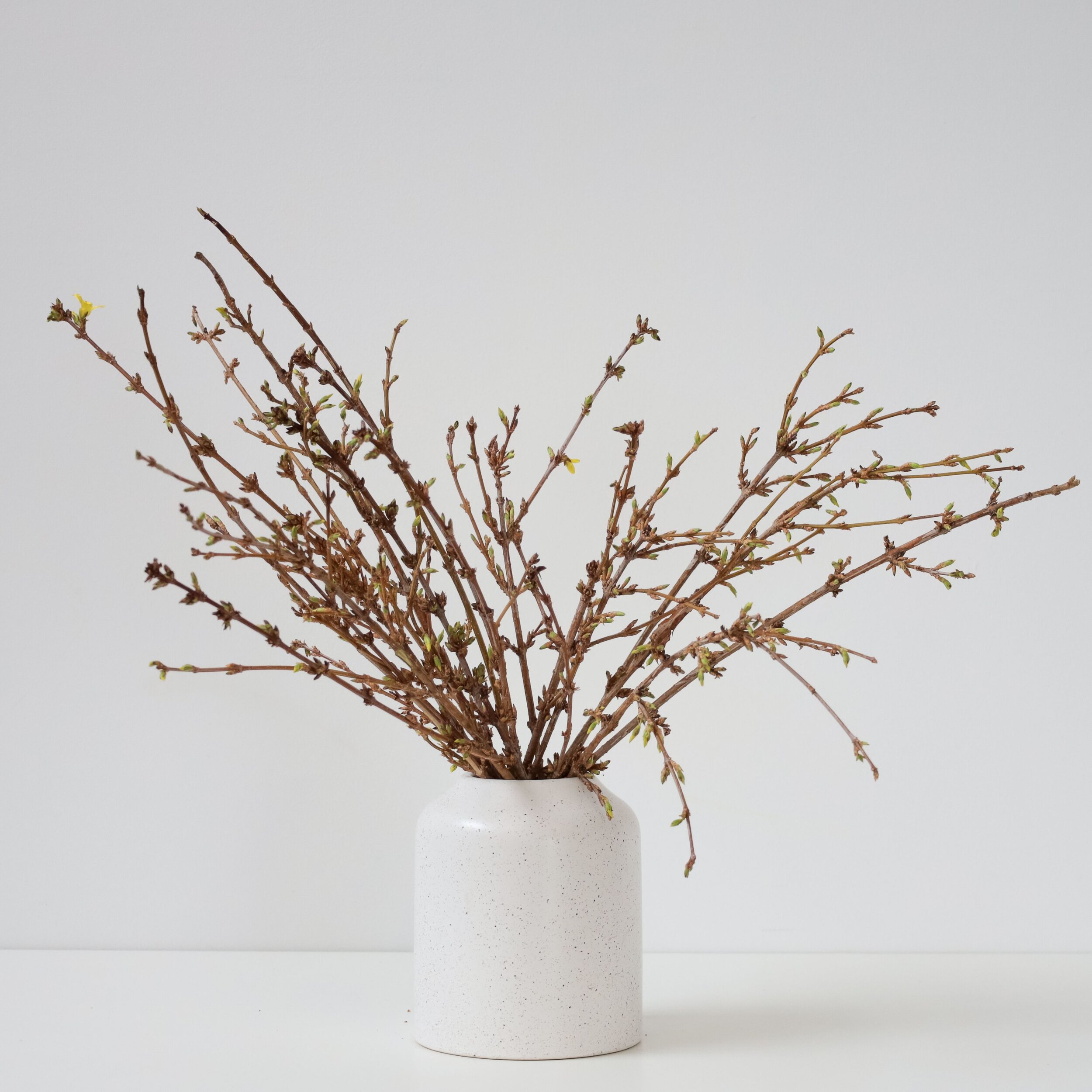 An arrangement of blooming branches in a cream colored vase sitting on a white table top