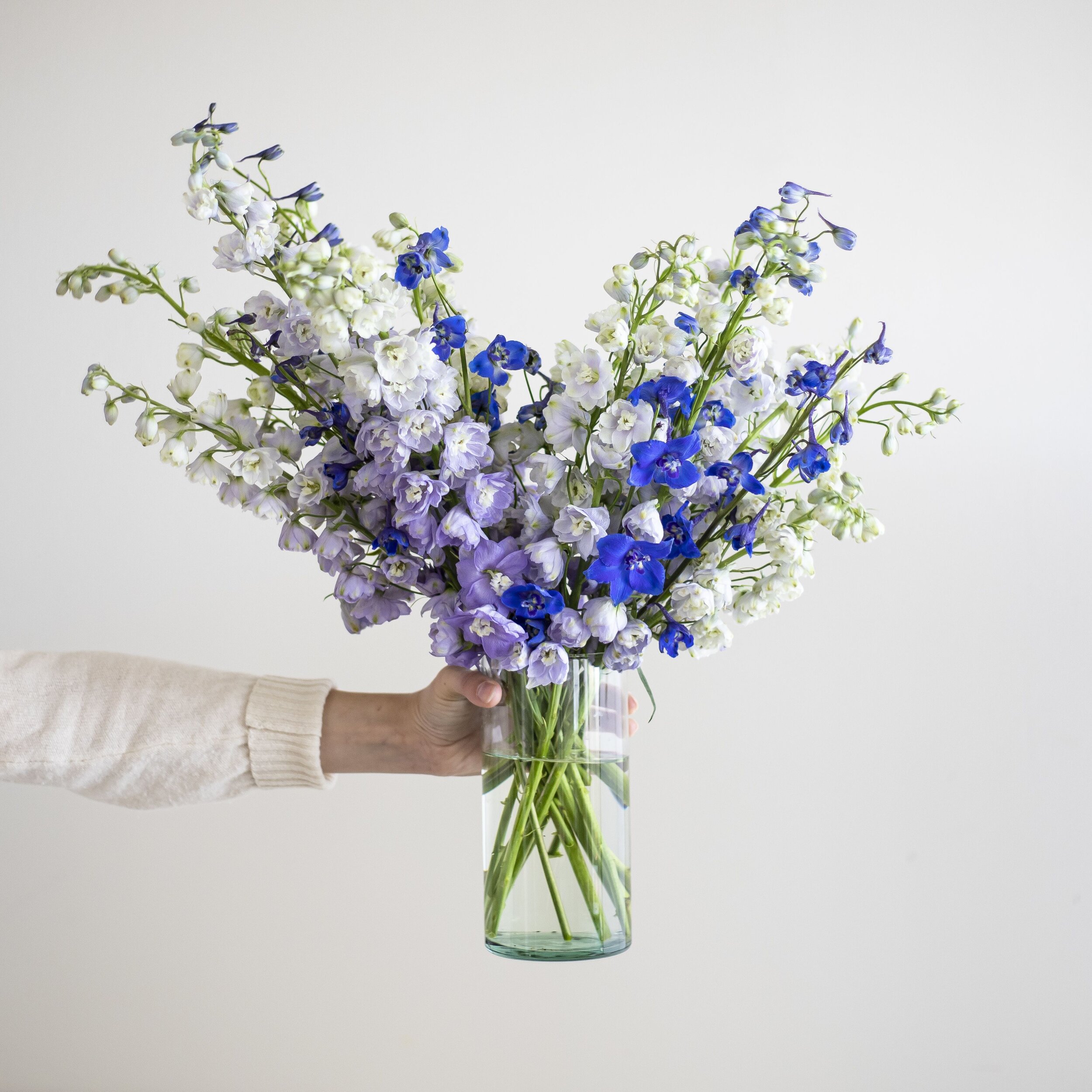 Light purple, purple, and bold blue stems of delphinium in a glass vase with water being held up in front of a white background
