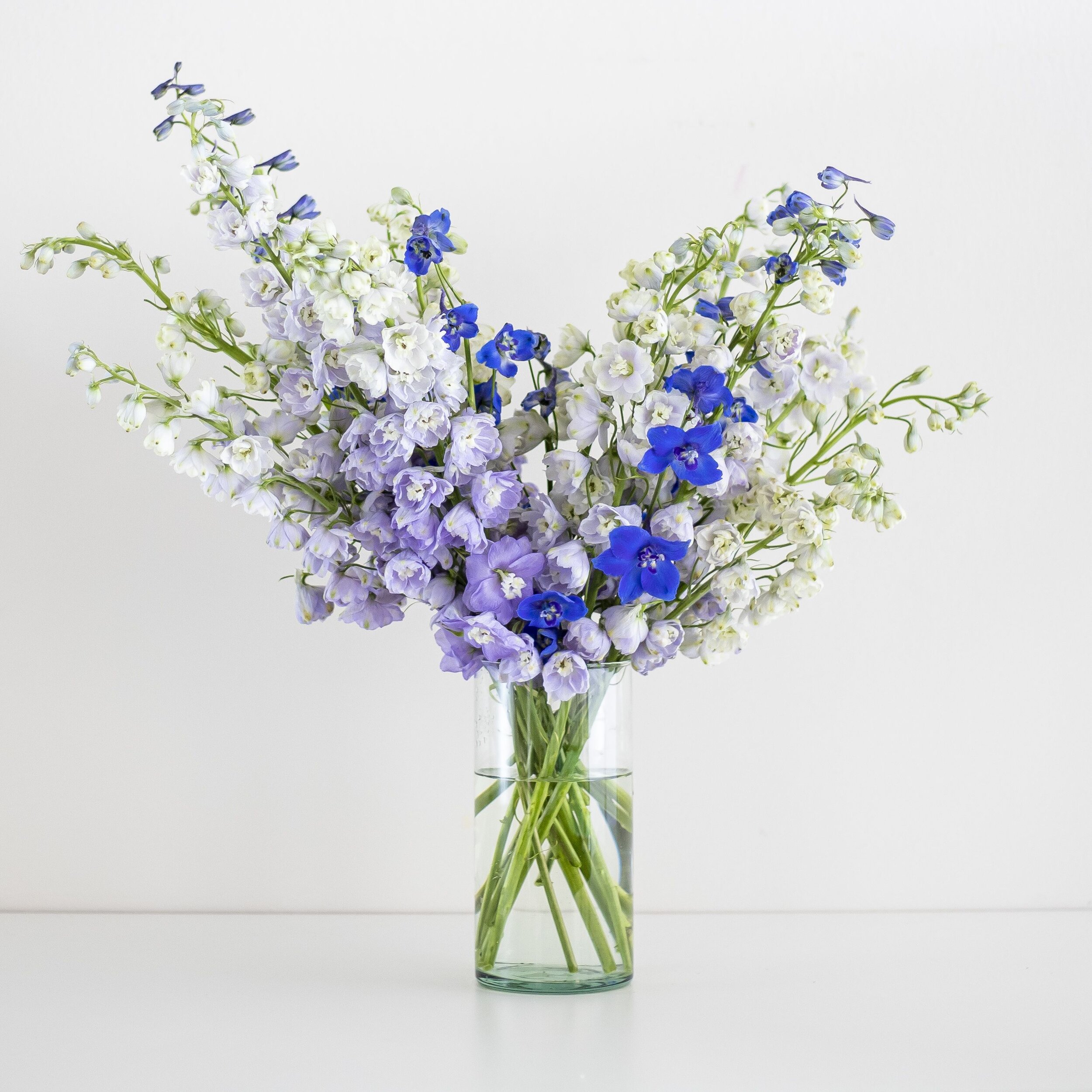 Light purple, purple, and bold blue stems of delphinium in a glass vase with water placed in front of a white background