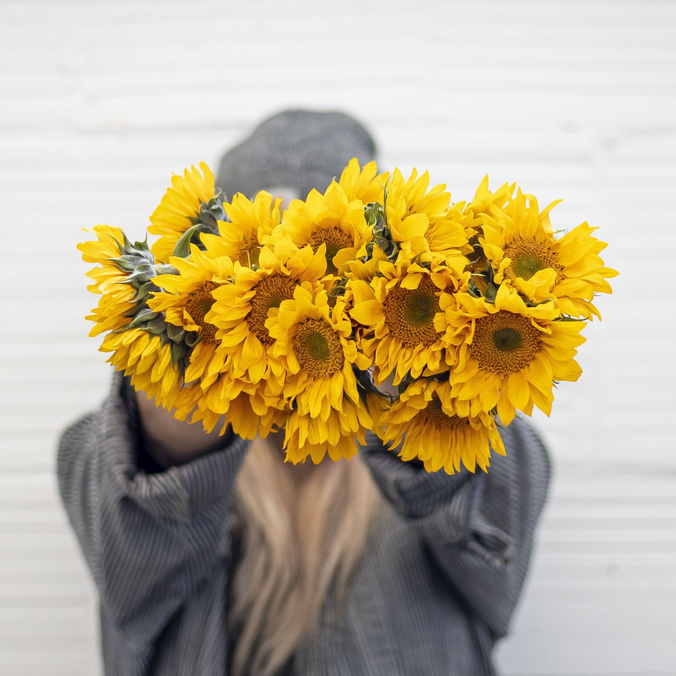 A person standing up holding several sunflowers, pointing the sunflower heads toward the camera