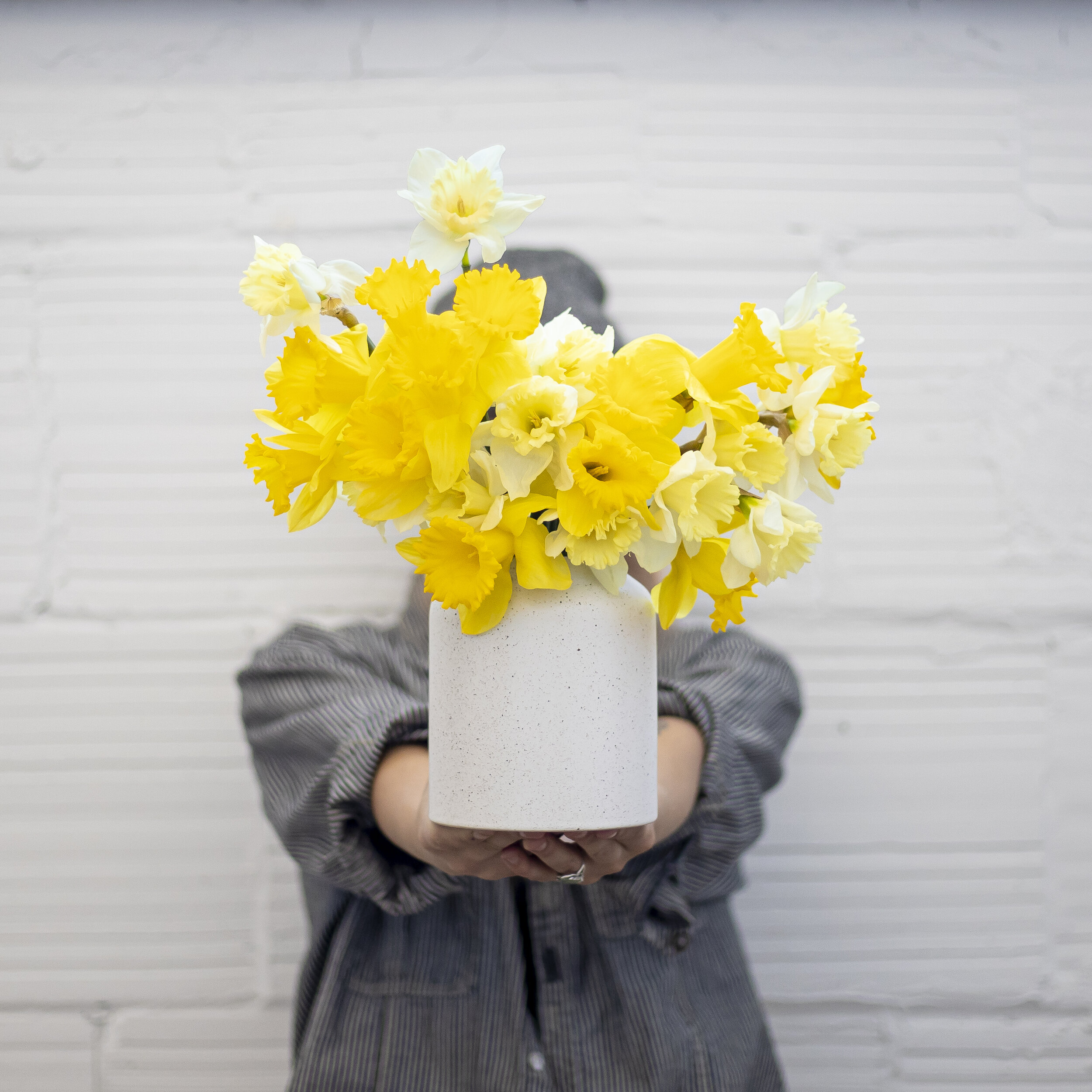 A flower arrangement of bright yellow daffodils being held in a white ceramic vase.