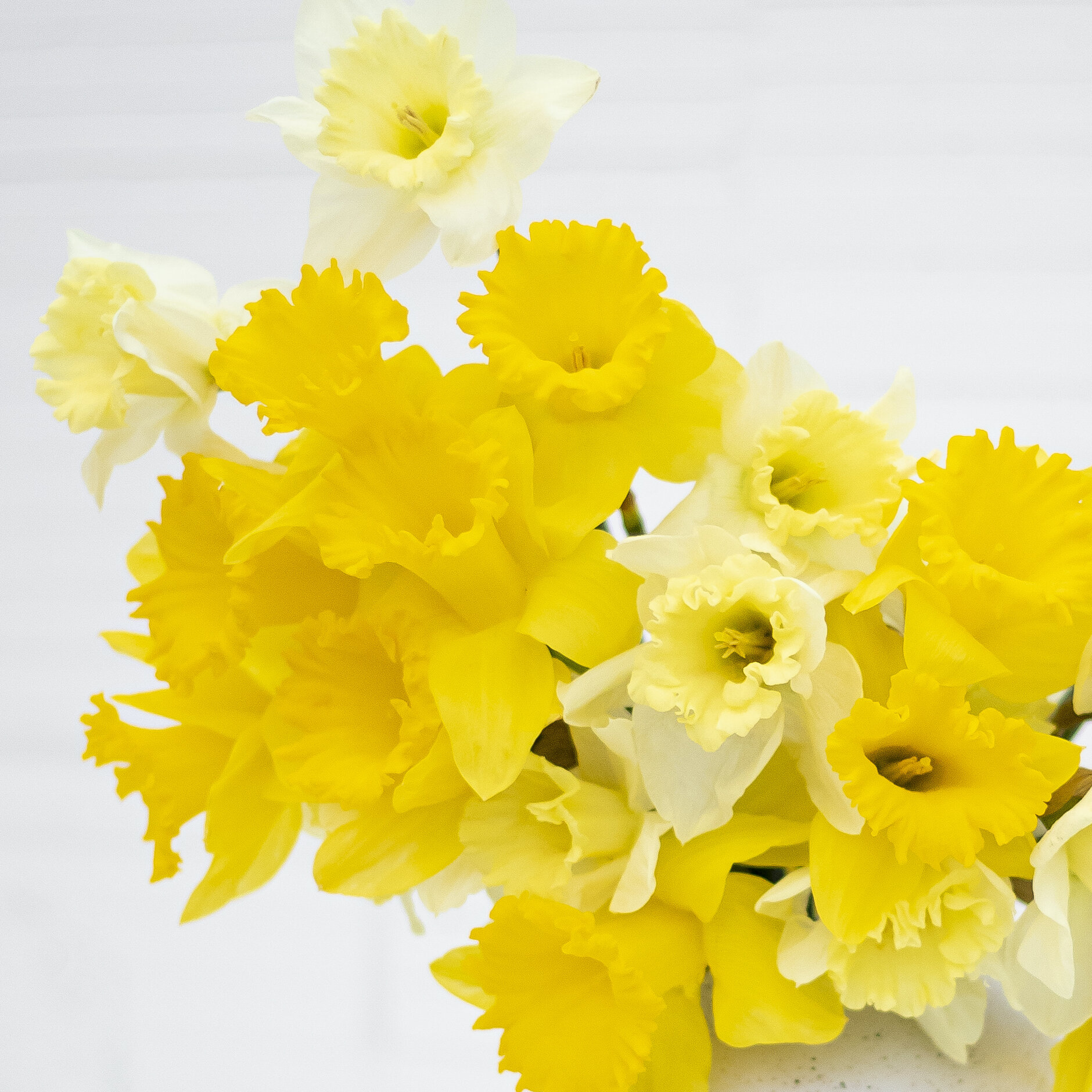 A close up of yellow daffodils