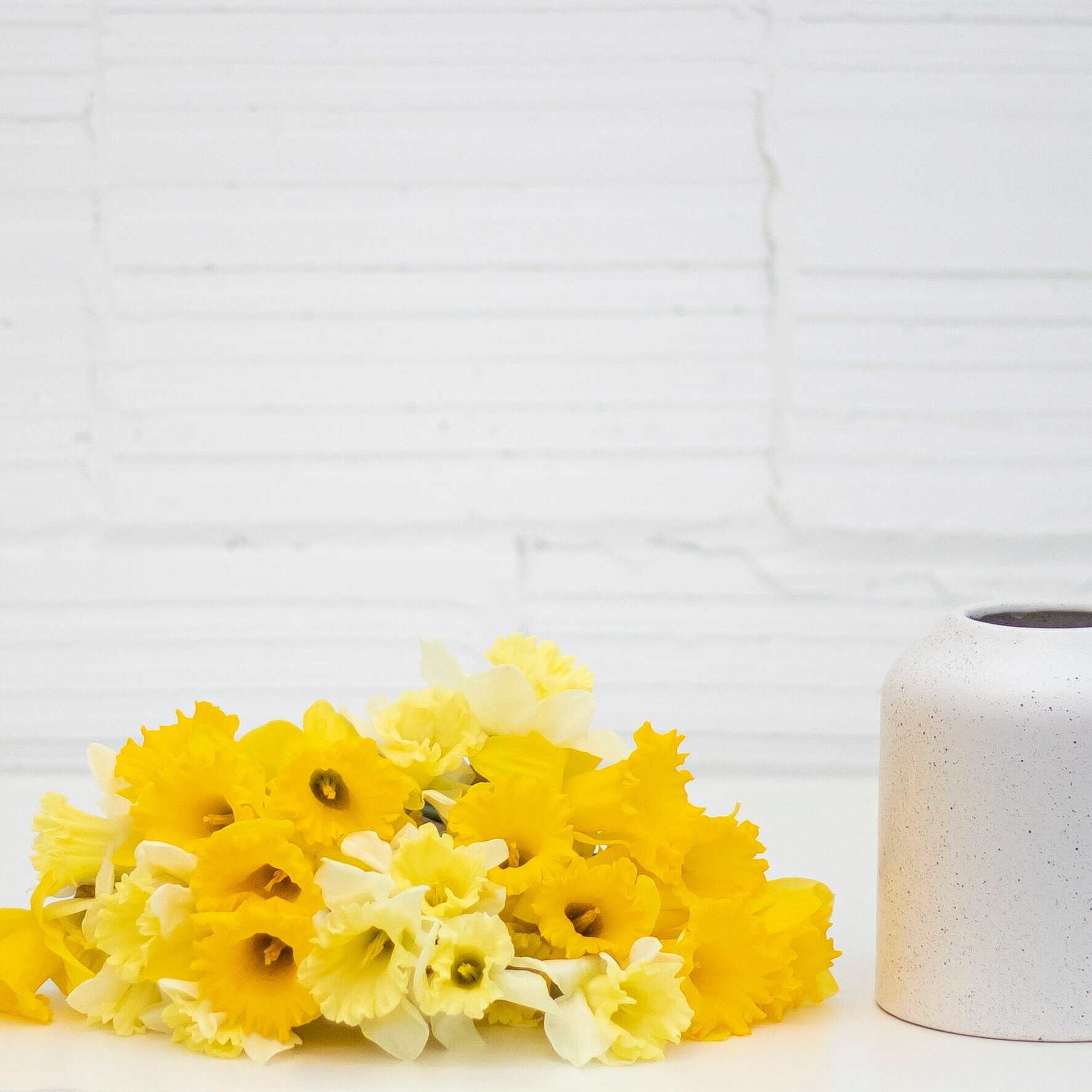 Multiple stems of yellow daffodils laying down on a white table, with a white vase standing beside it