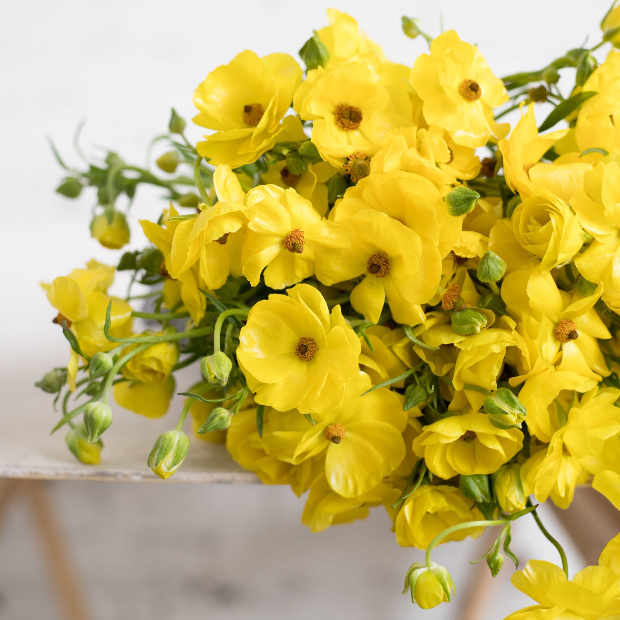 A close up of yellow butterfly ranunculus heads laying on a white table