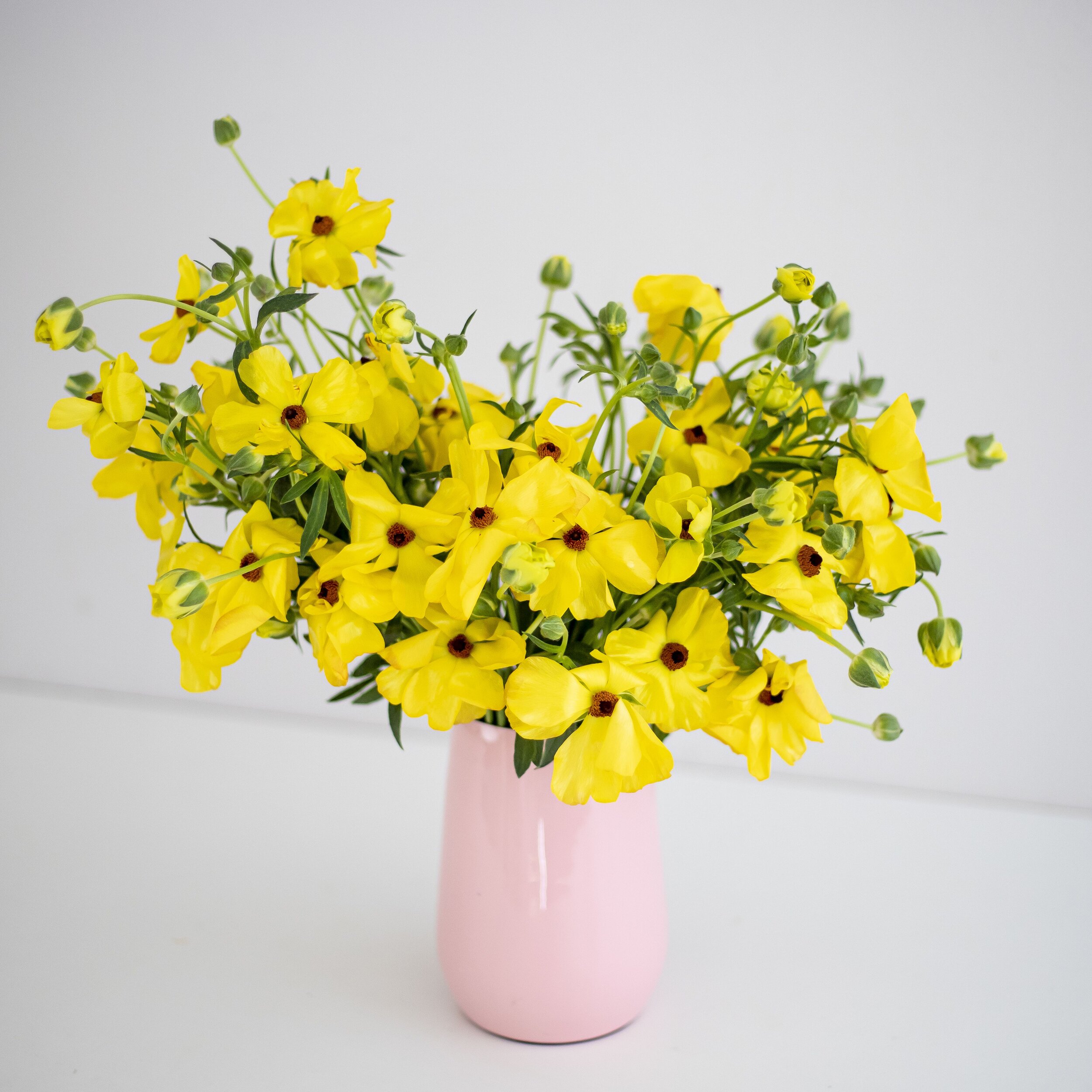 An arrangement of yellow Butterfly Ranunculus in a light pink vase on a white table top