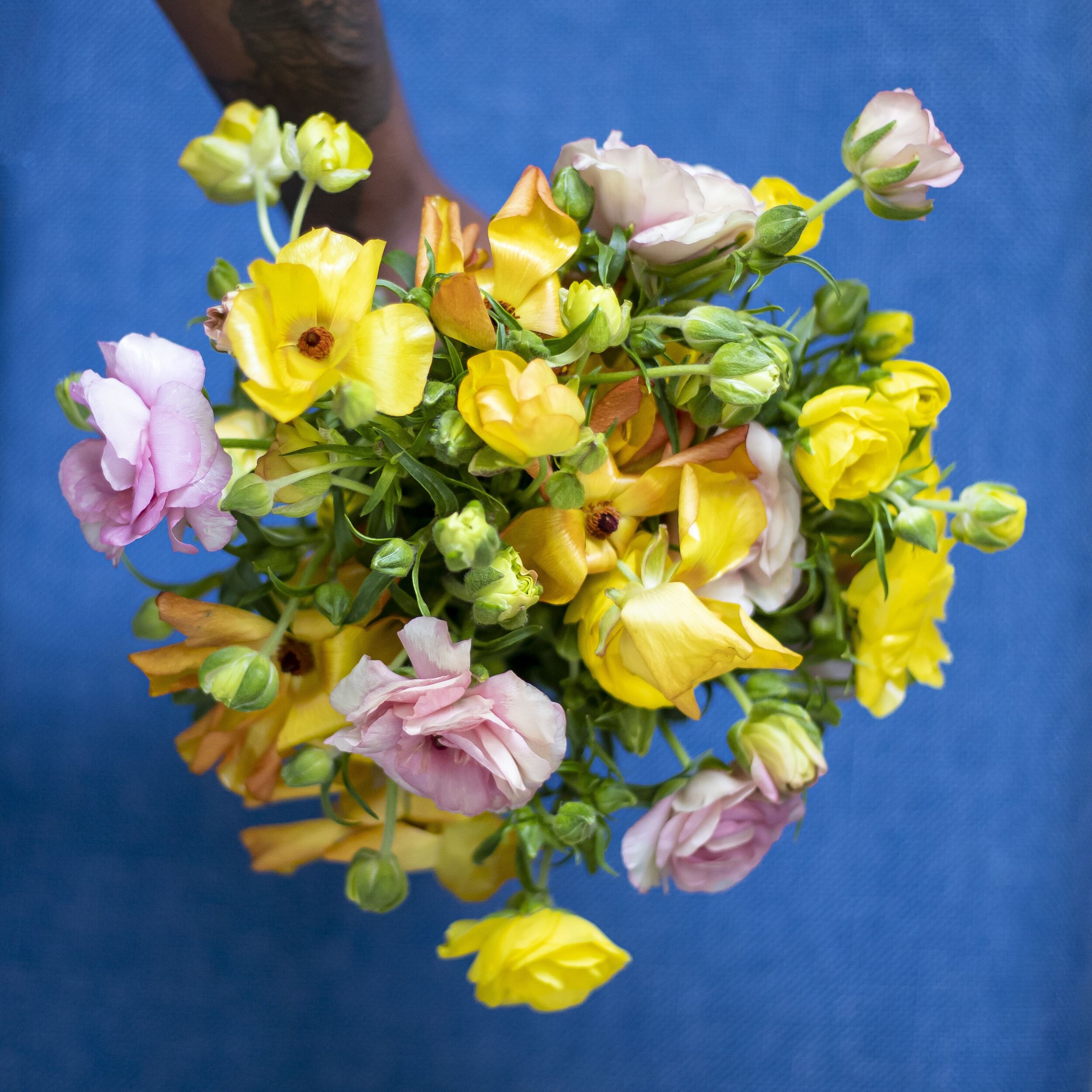 A bouquet of yellow and light pink Butterfly Ranunculus stems being held in front of a bold blue background