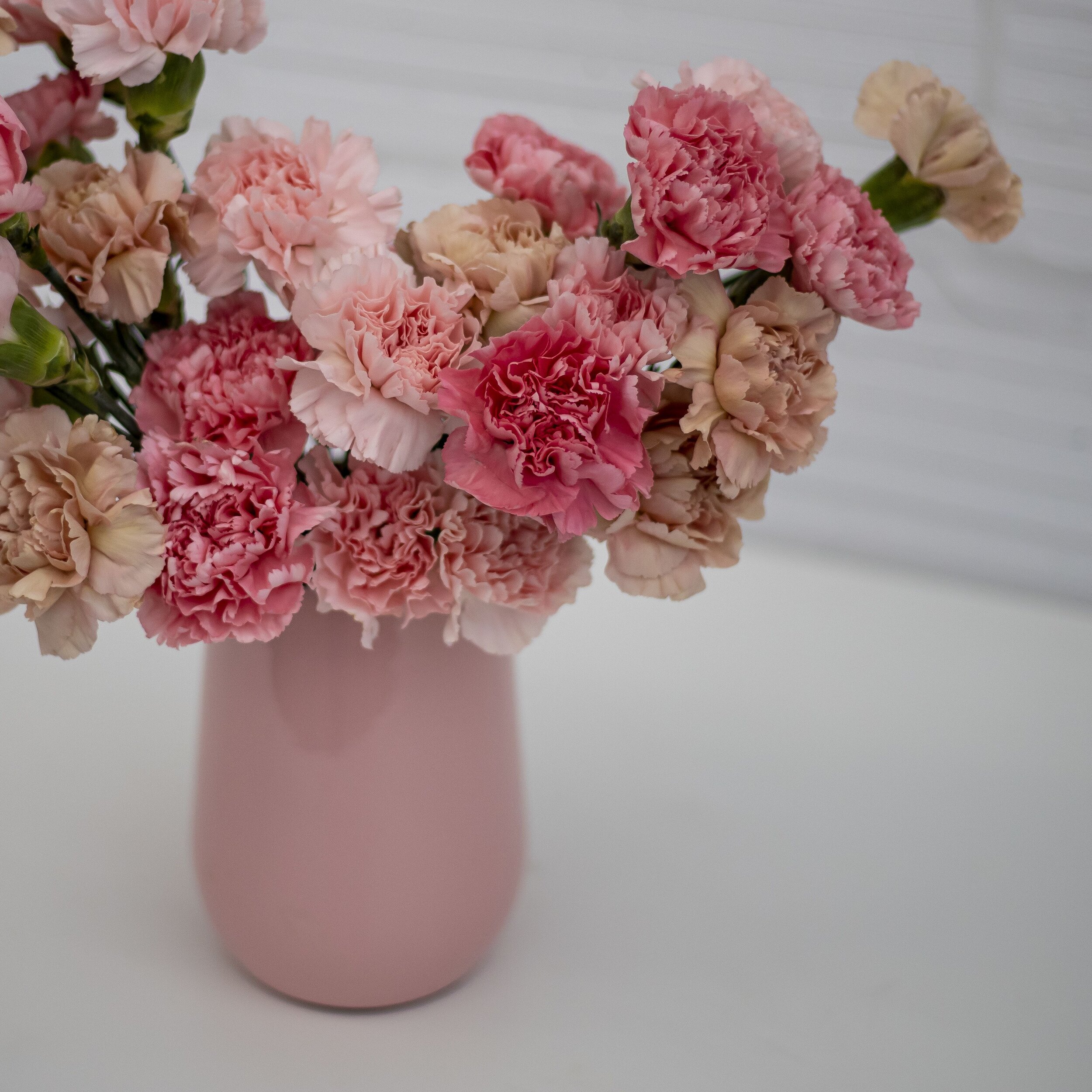 Carnations Flower Care
