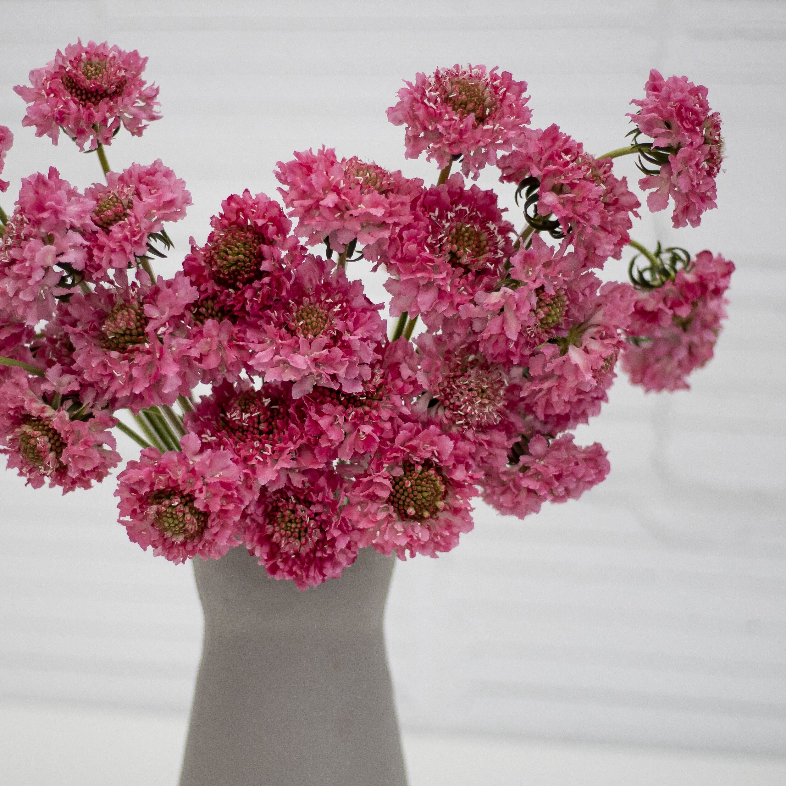 A closeup of pink scabiosa flowers in a stone vase