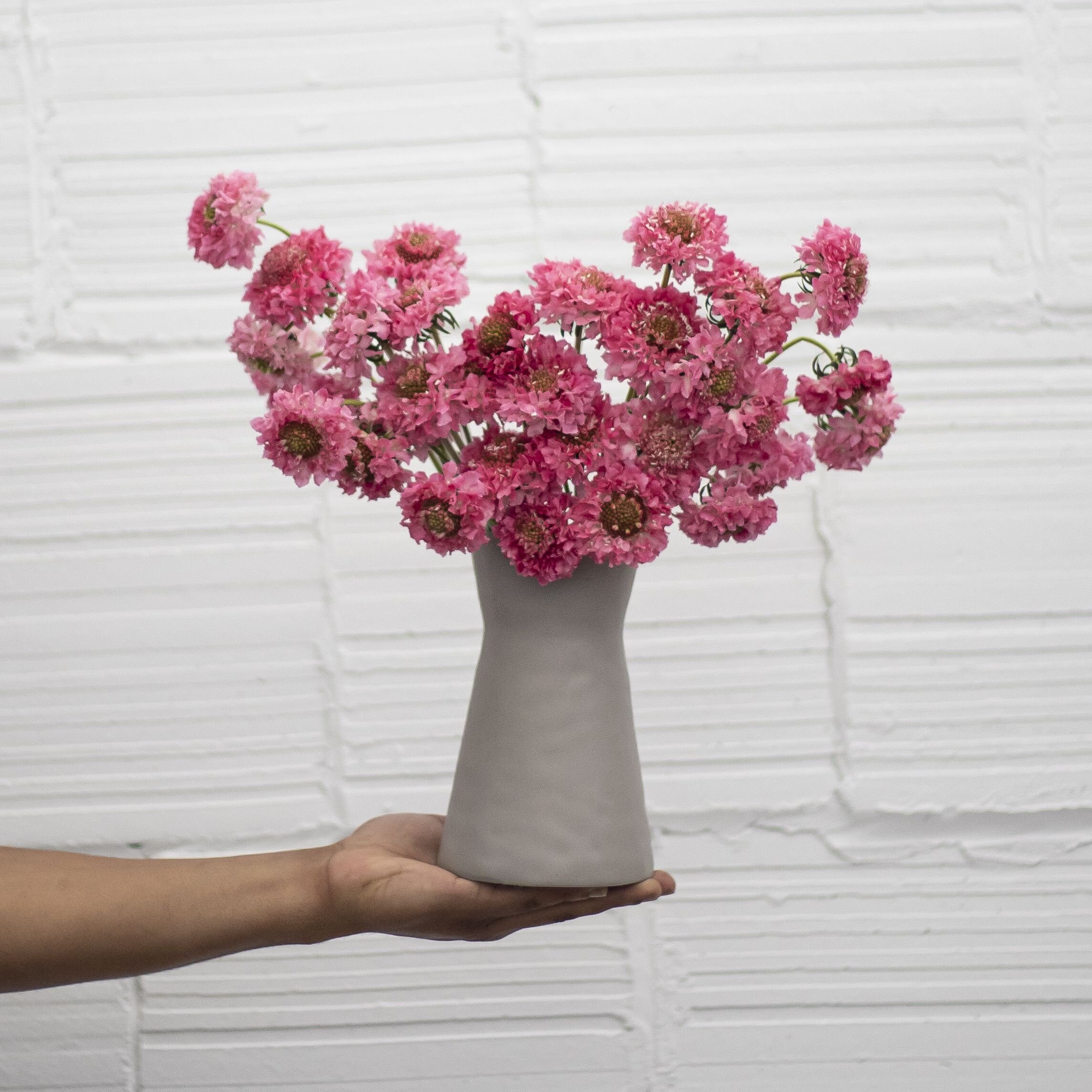 An arrangement of pink scabiosa flowers in a stone vase being held in front of a white wall