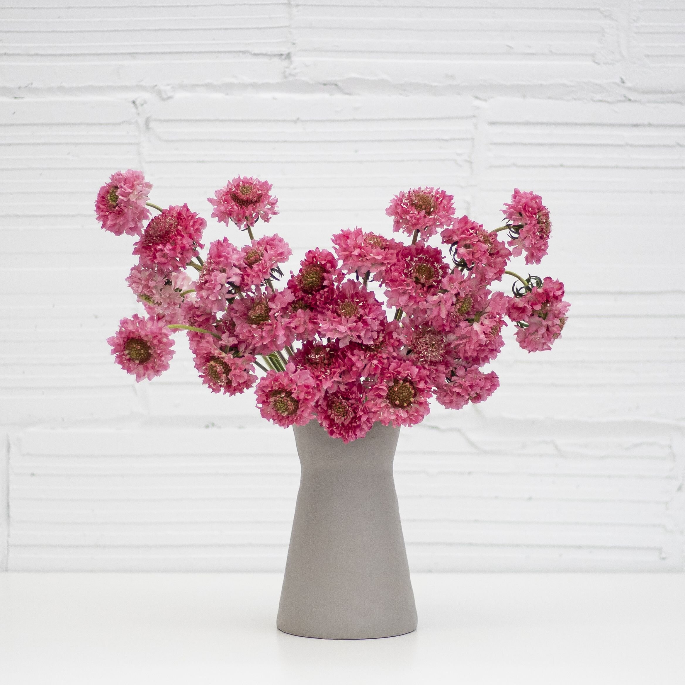 An arrangement of pink scabiosa flowers in a stone vase being placed in front of a white wall