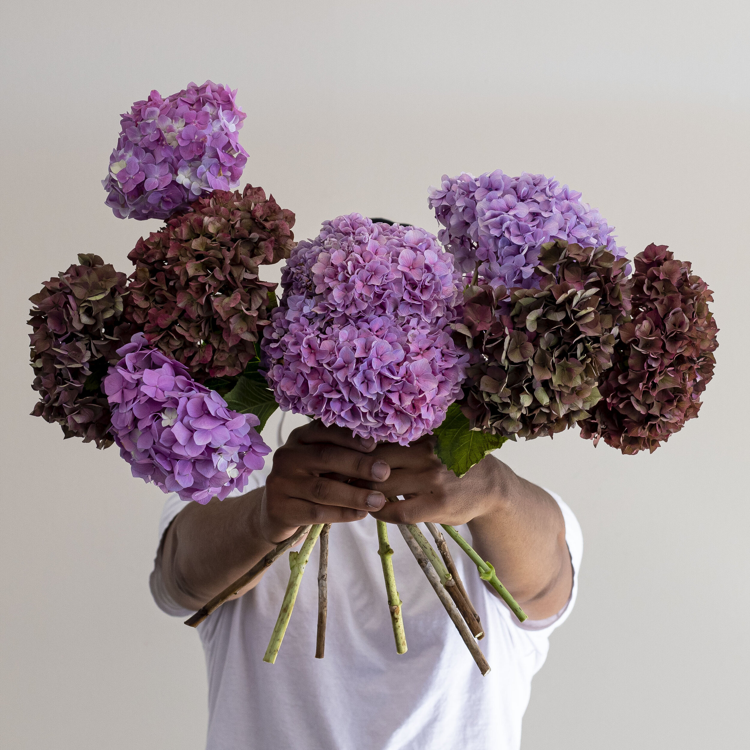 A person holding up an arrangement of purple hydrangea stems in front of a gray background