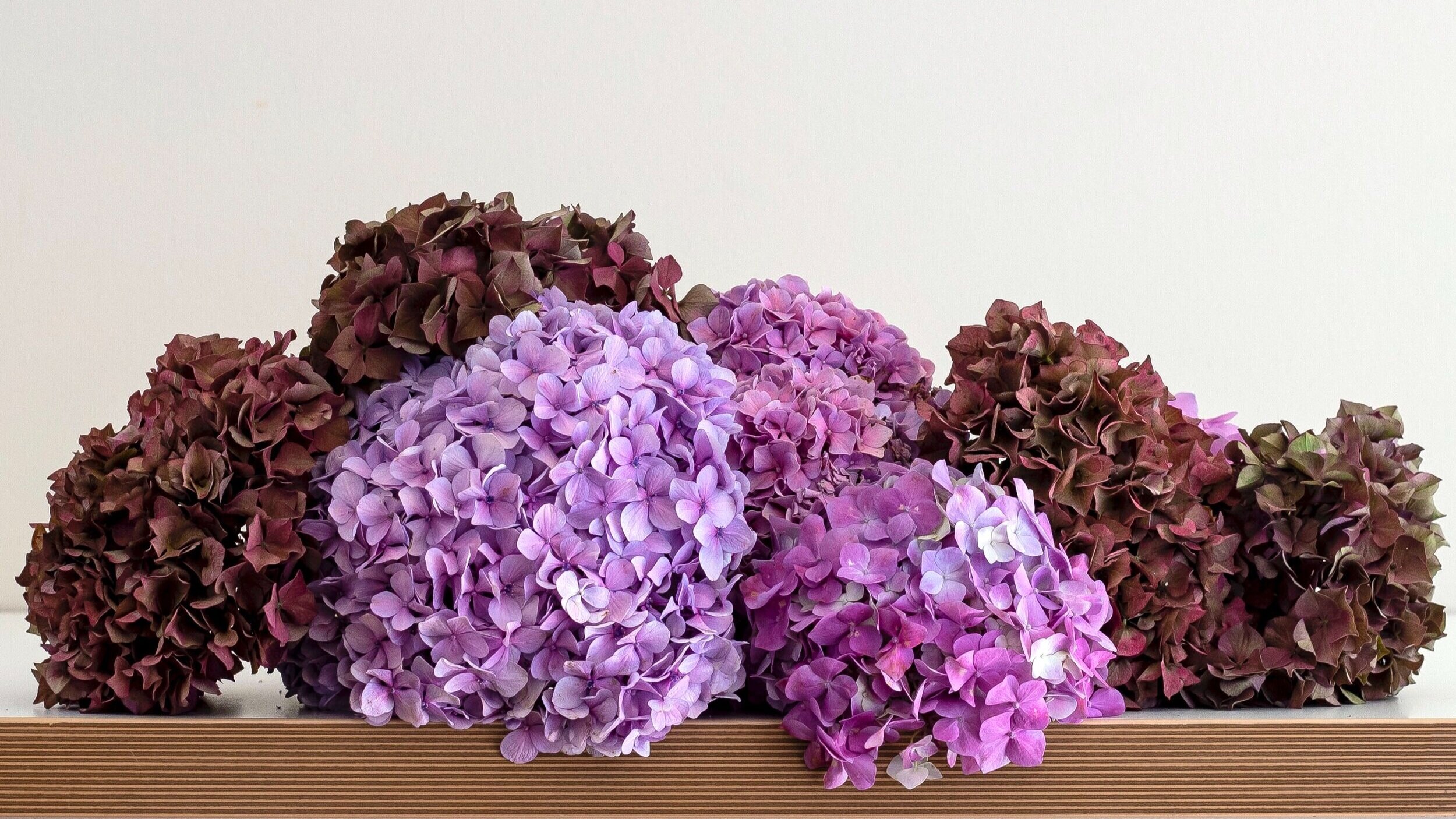 An arrangement of purple hydrangea stems laying on a table top
