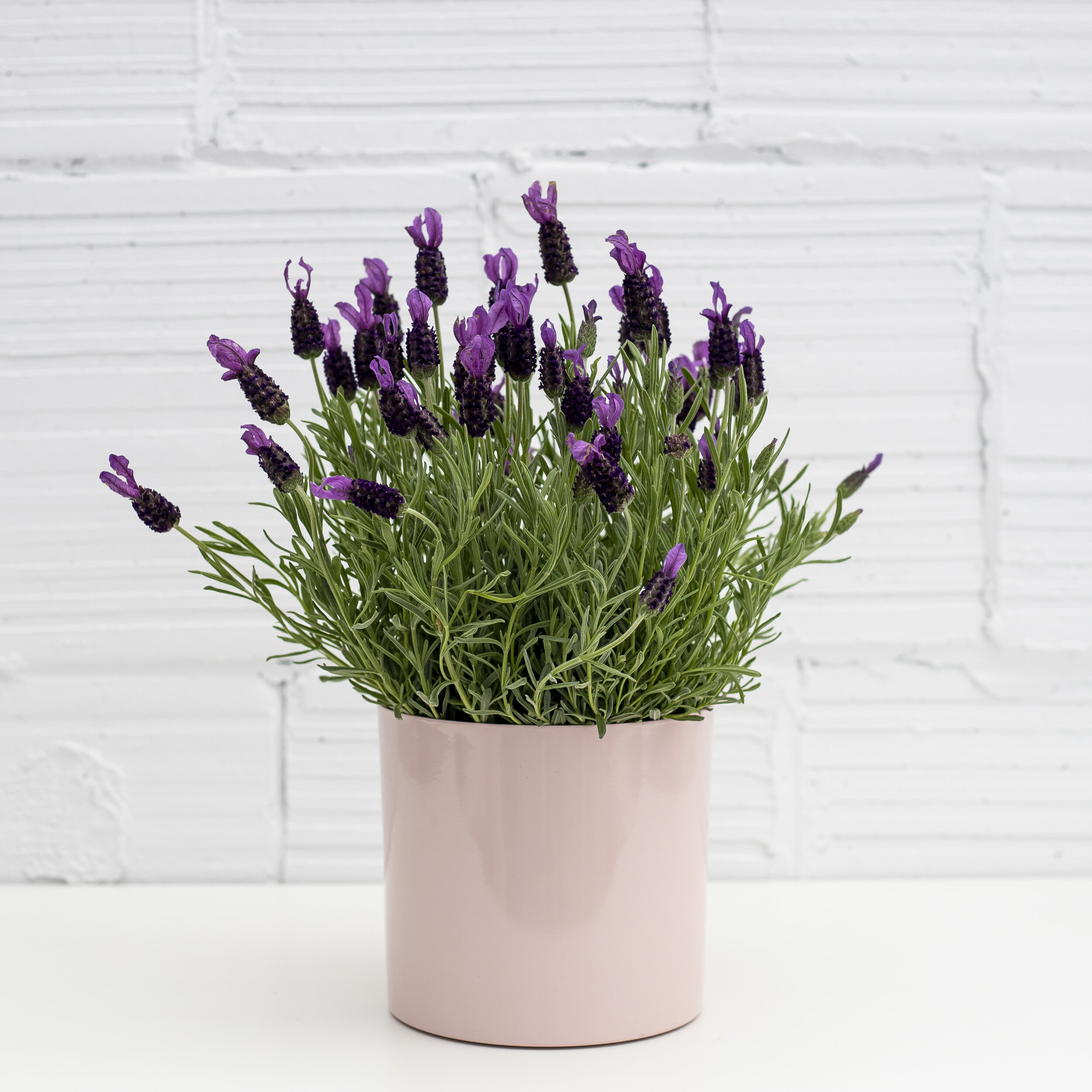 A Spanish Lavender plant in a blush colored pot sitting in front of a white concrete wall