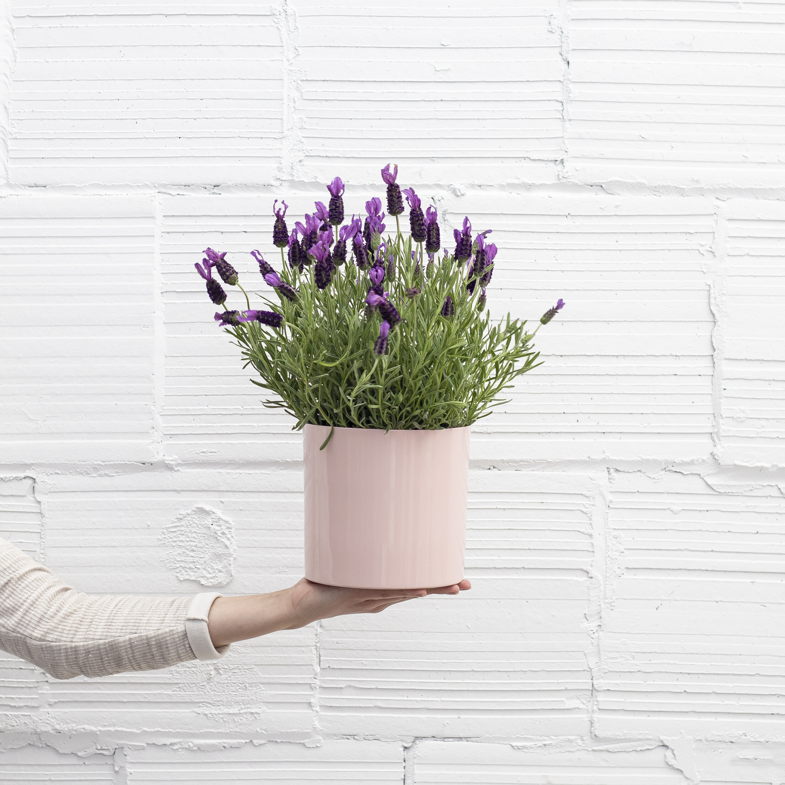 A Spanish Lavender plant in a blush colored pot being held up by a hand in front of a white concrete wall