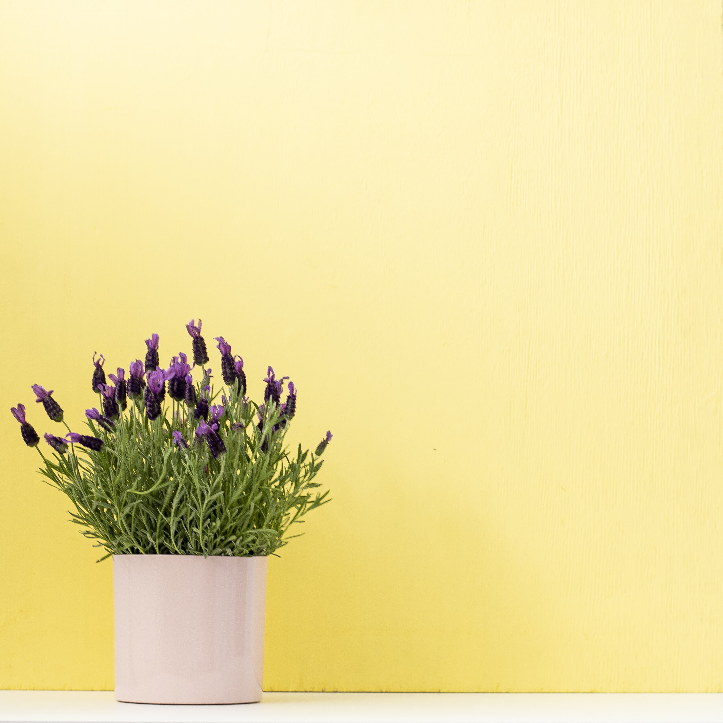 A Spanish Lavender plant in a blush colored pot sitting in front of a yellow background