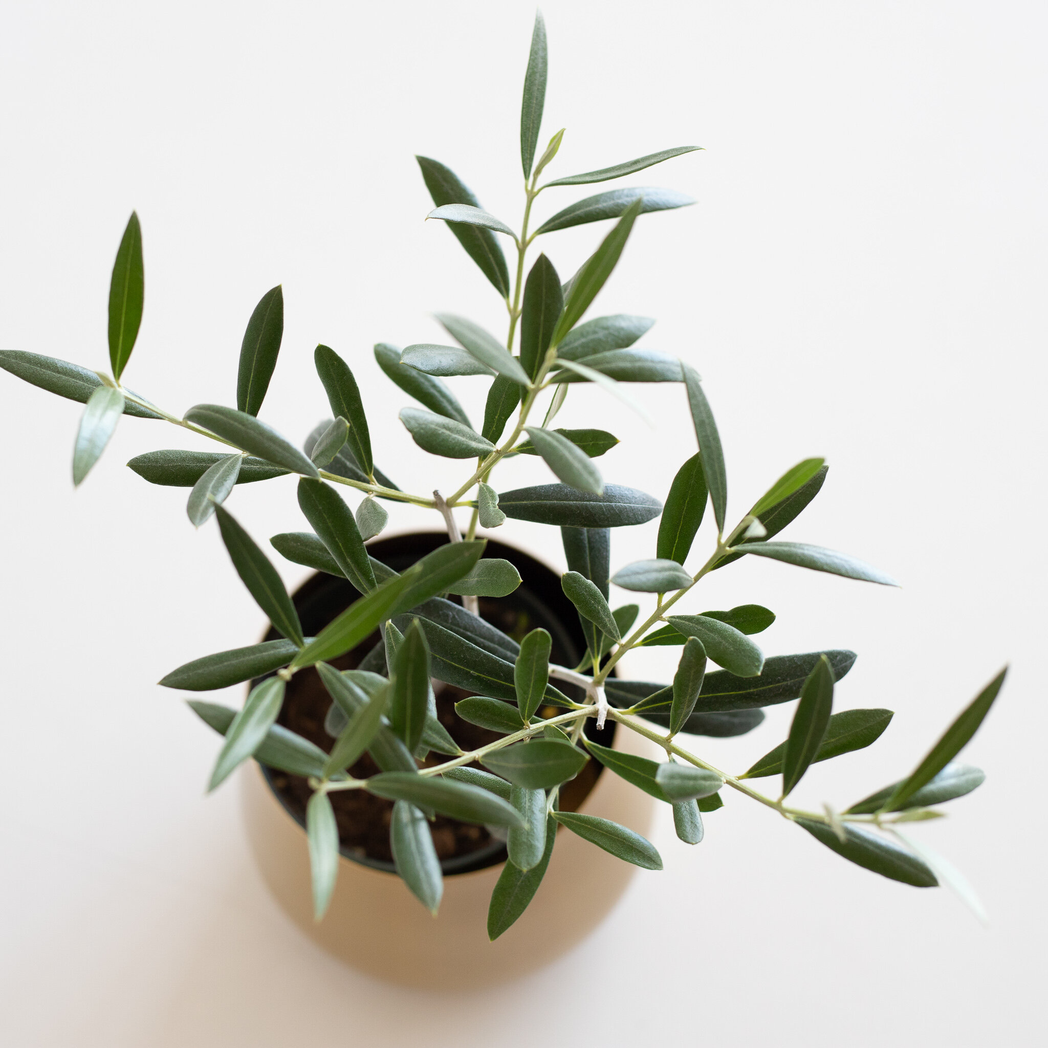 A closeup an Olive Tree plant in a gold pot sitting on a white flat surface