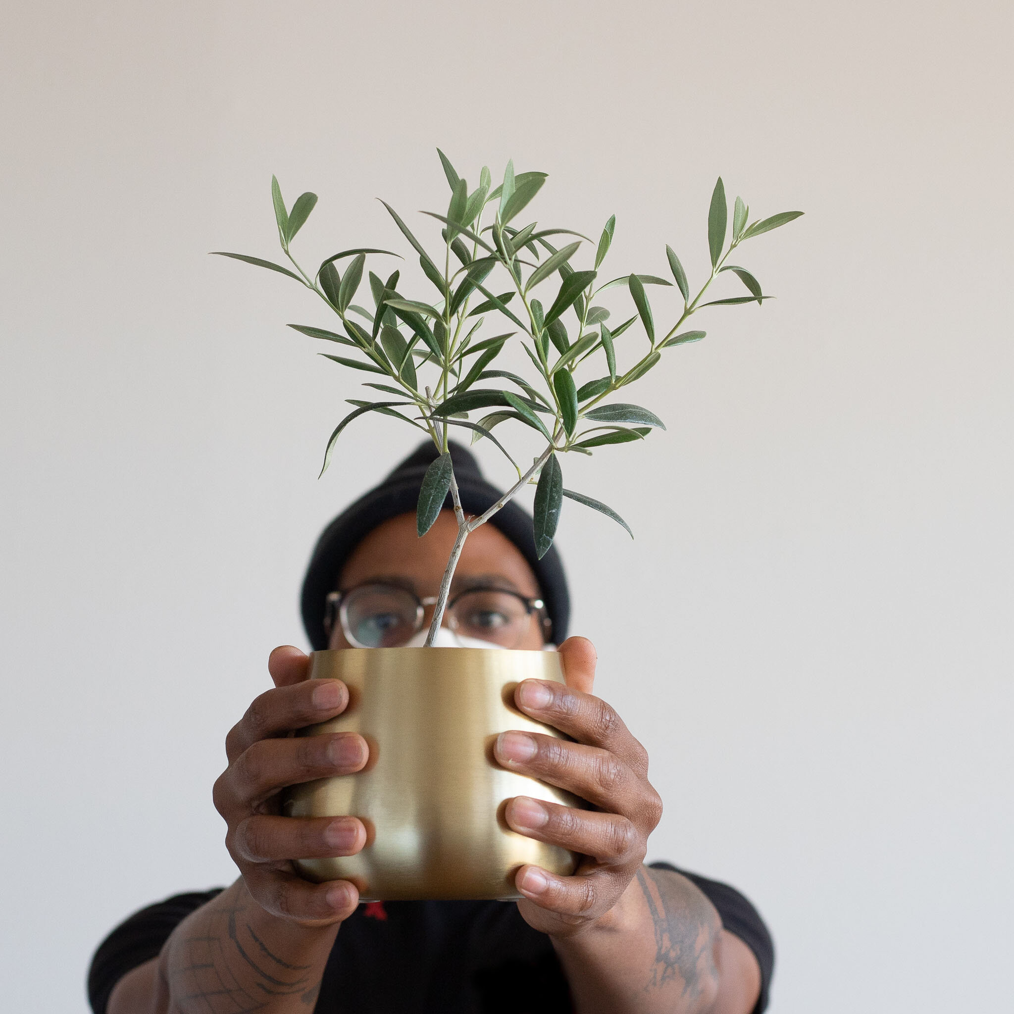 An Olive Tree plant in a gold pot being held up by a person with two hands