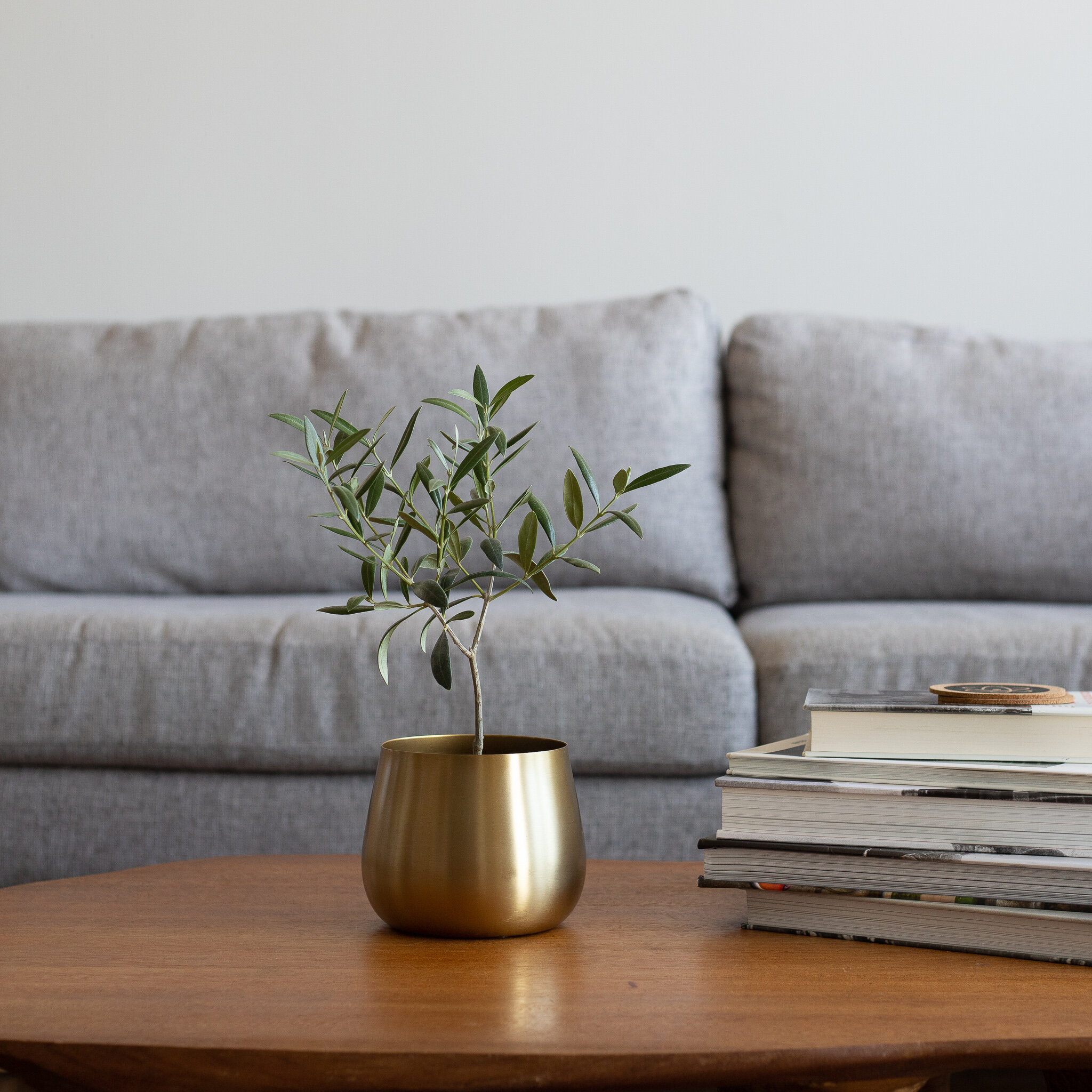 An Olive Tree plant in a gold pot sitting on a wooden table, with a few books stacked next to it, in front of a gray couch
