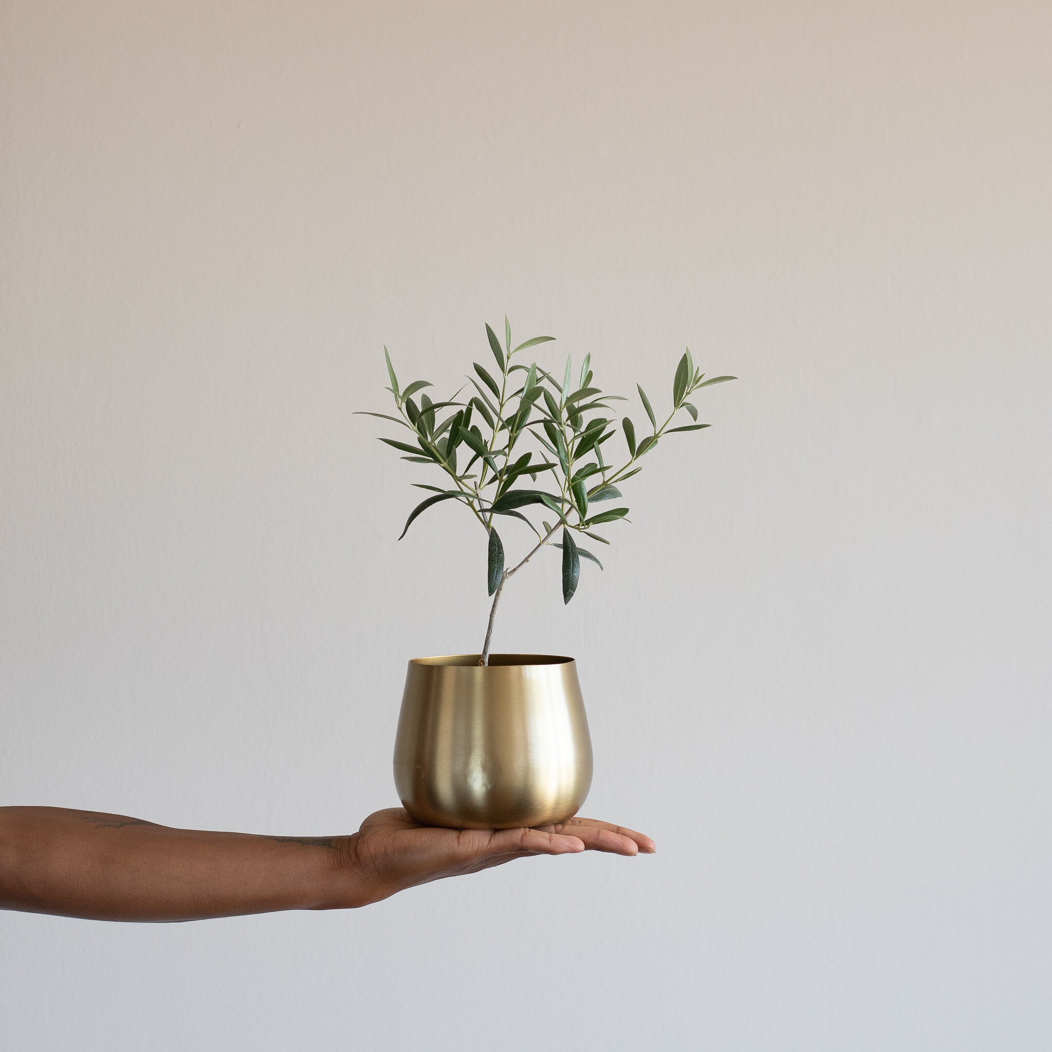 An Olive Tree plant in a gold pot being held up by one hand
