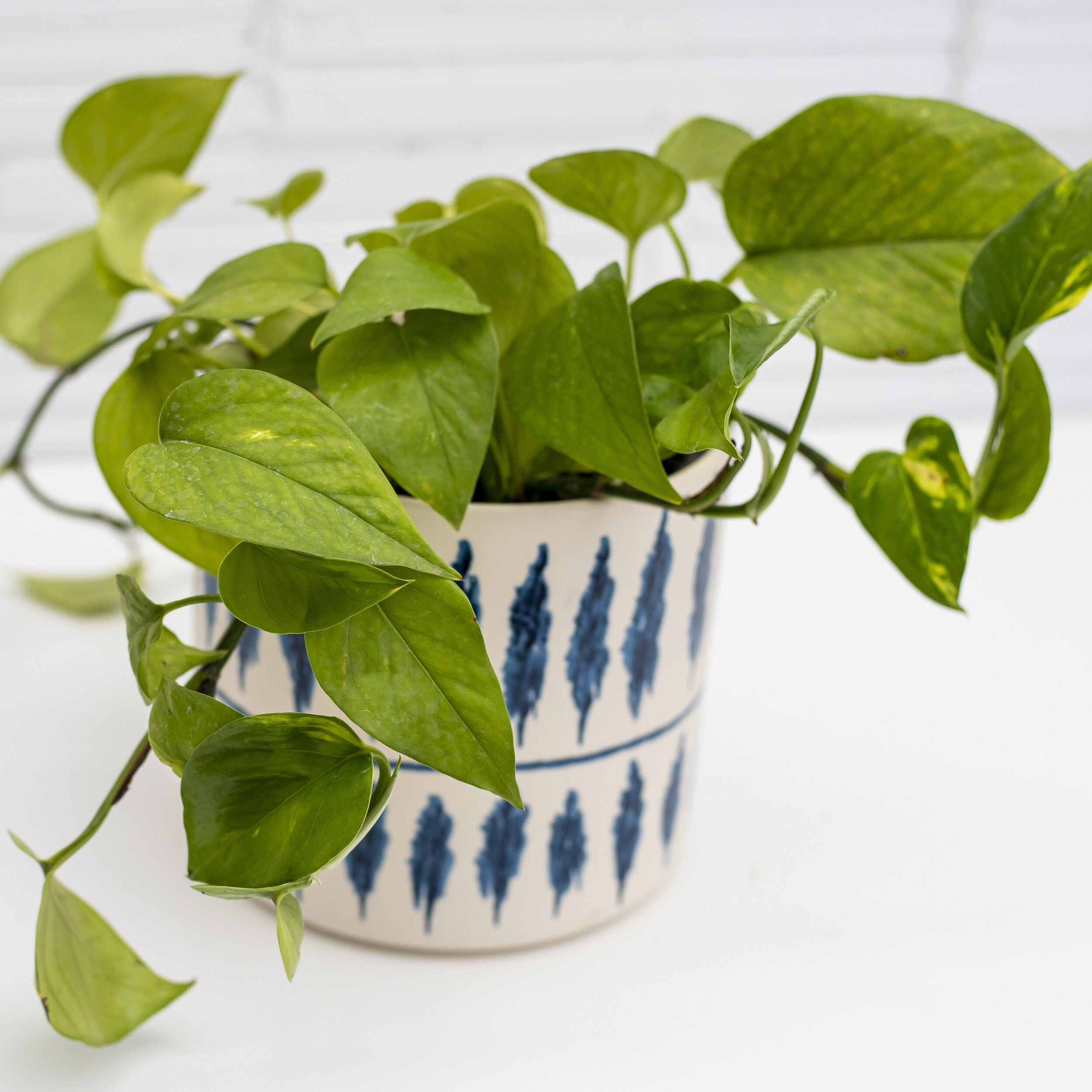 A closeup of a green Pothos plant in a white and navy blue patterned pot