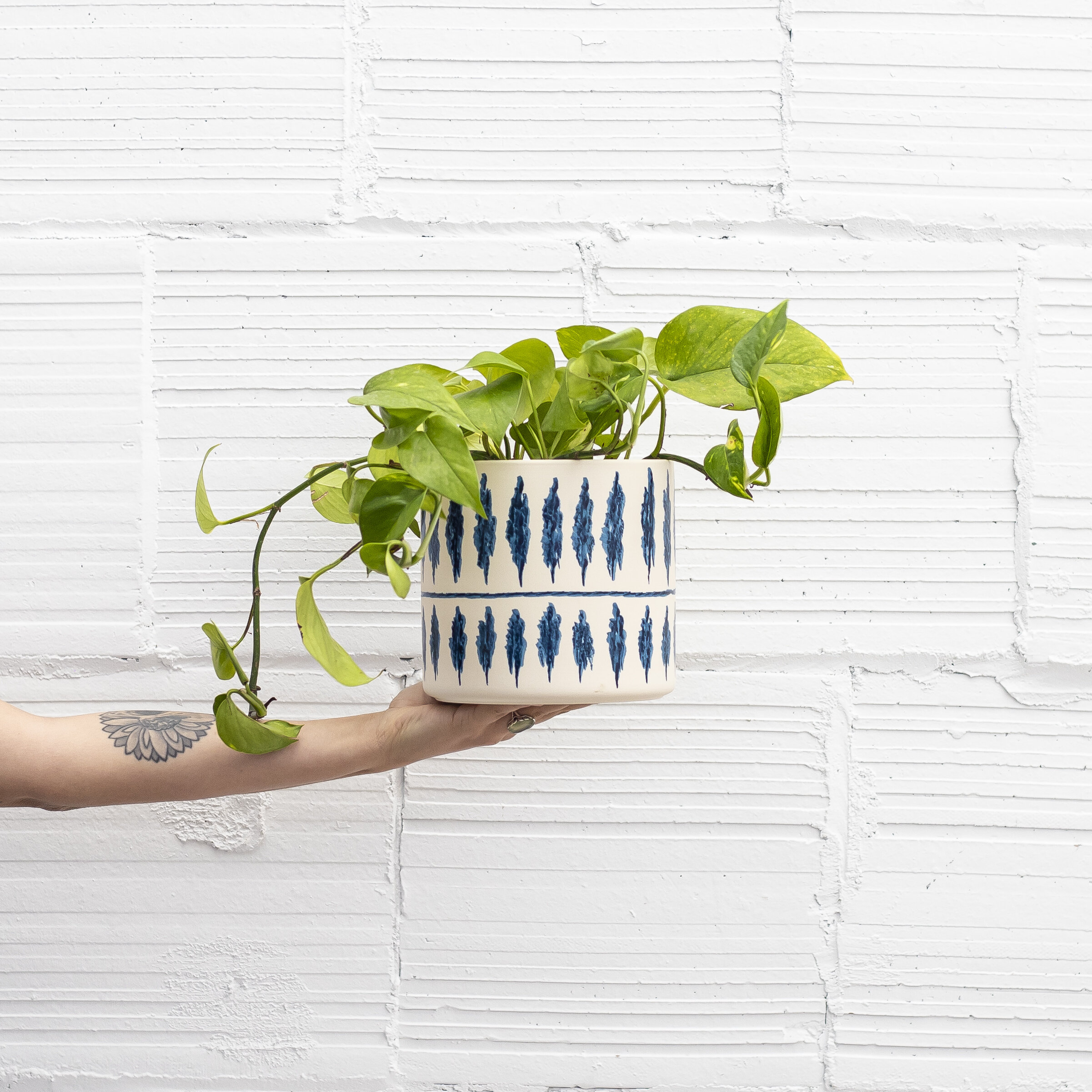 A green Pothos plant in a white and navy blue patterned pot being held up by a hand in front of a white concrete wall