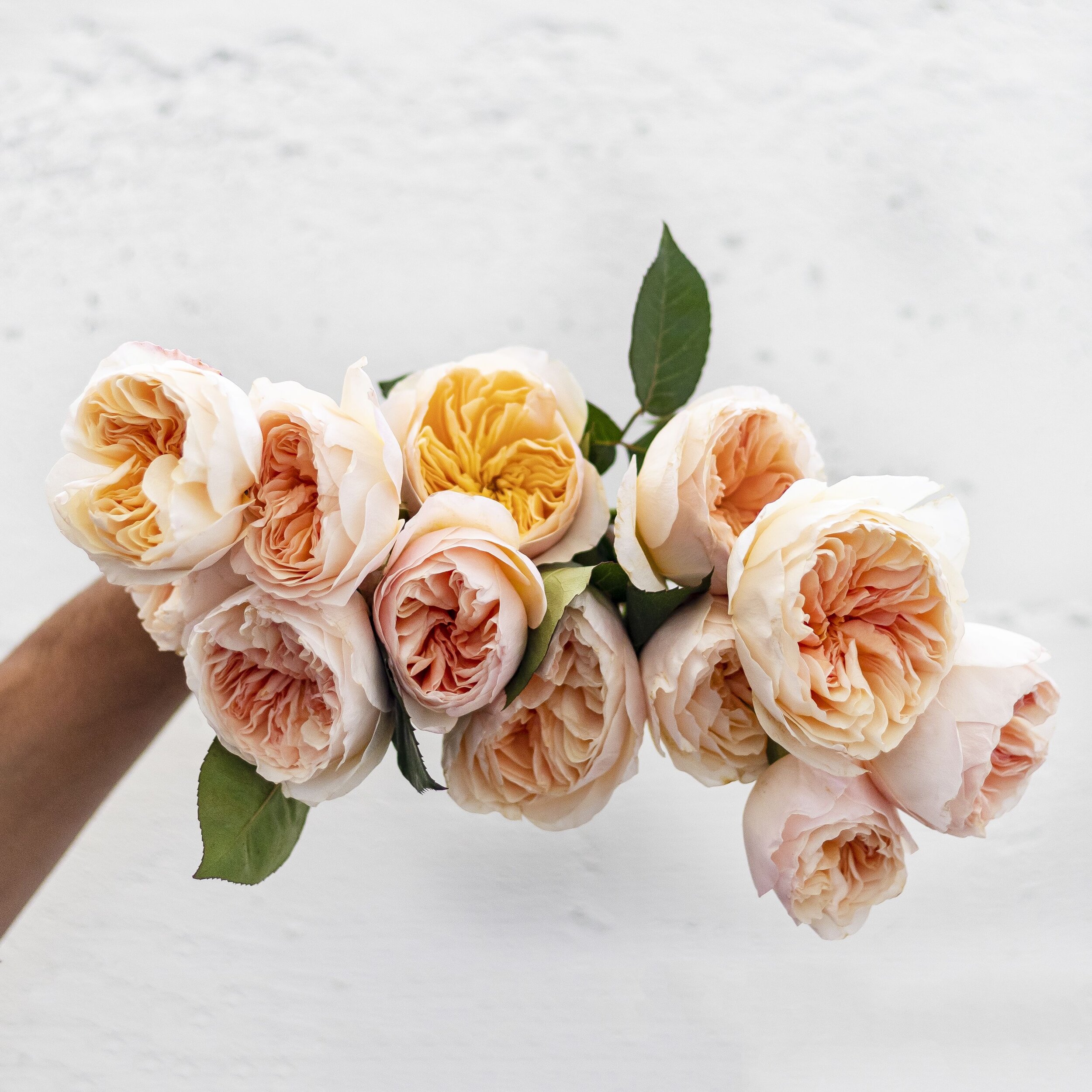 A bouquet of peach David Austin roses with the heads pointed toward the camera