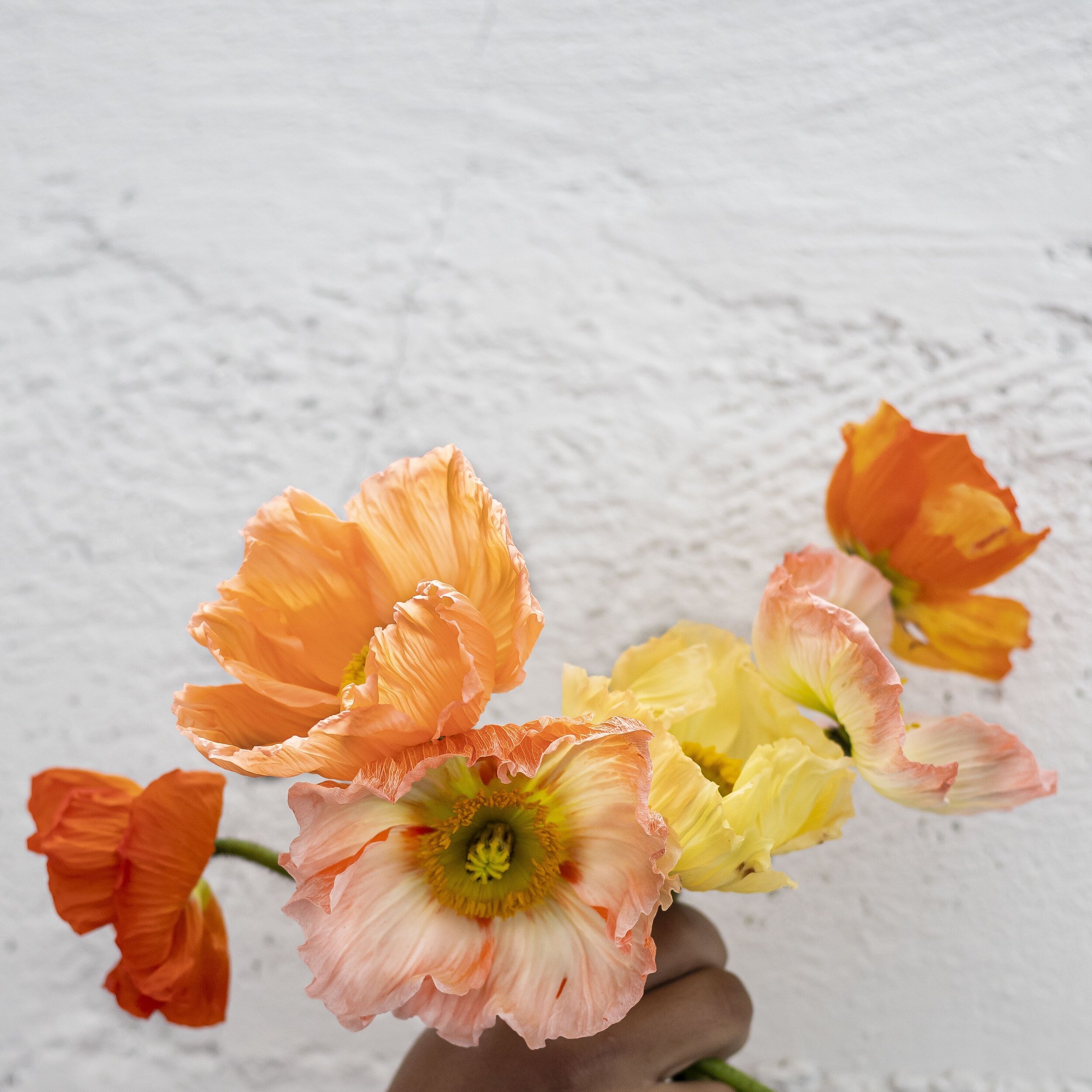 A close up of orange, peach, and yellow poppies being hand held in front of a white wall