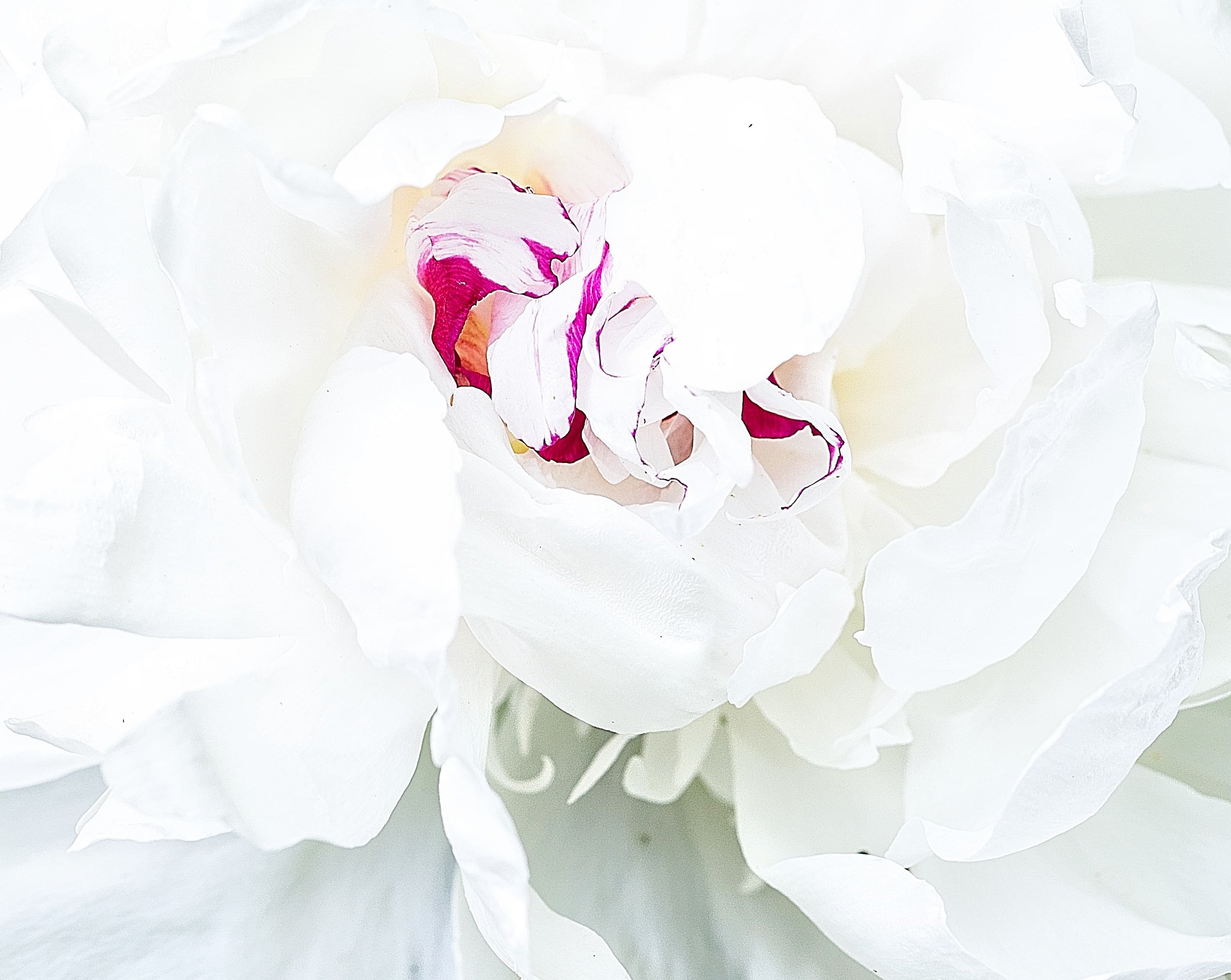 Heart of a Peony.jpg