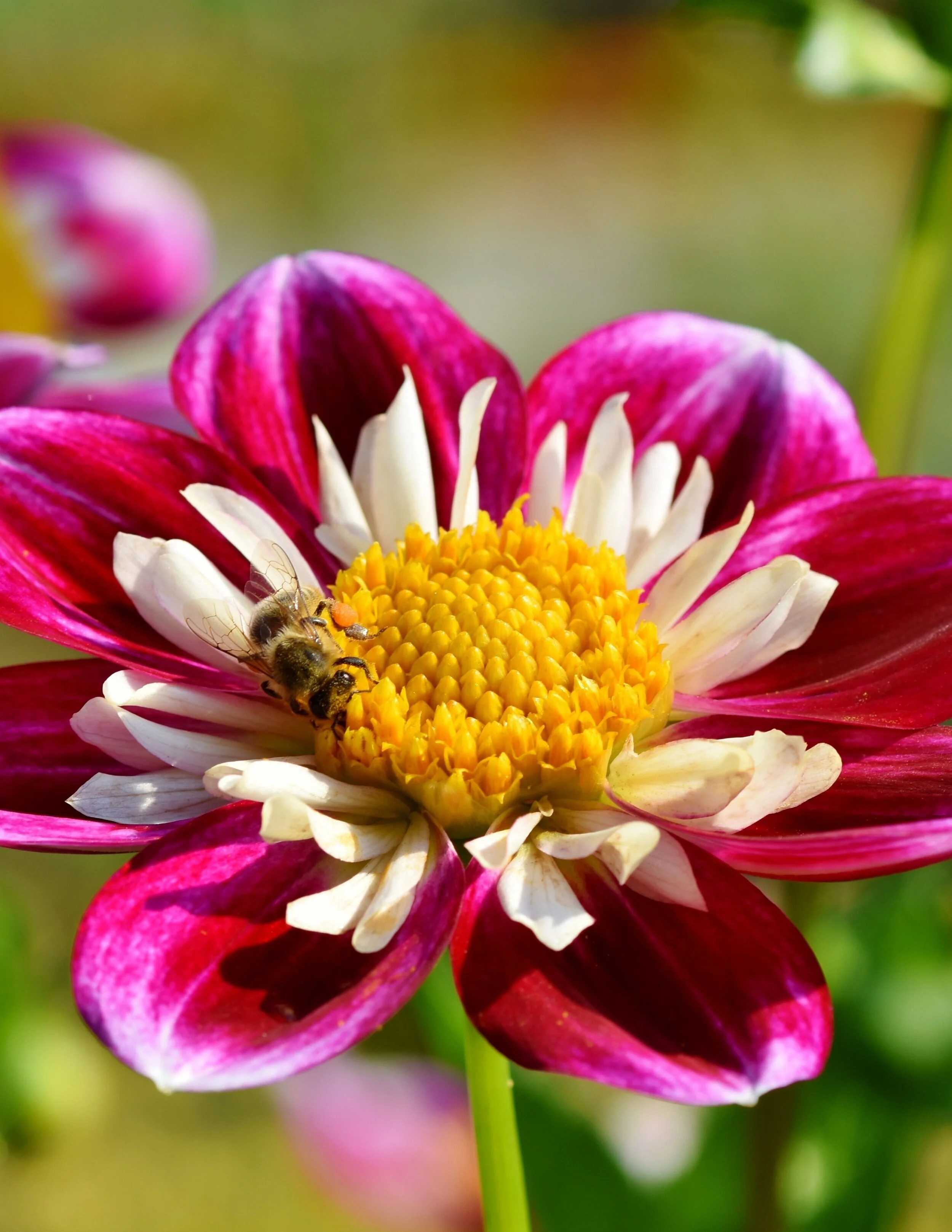 Copy of Untitled (1).jpg