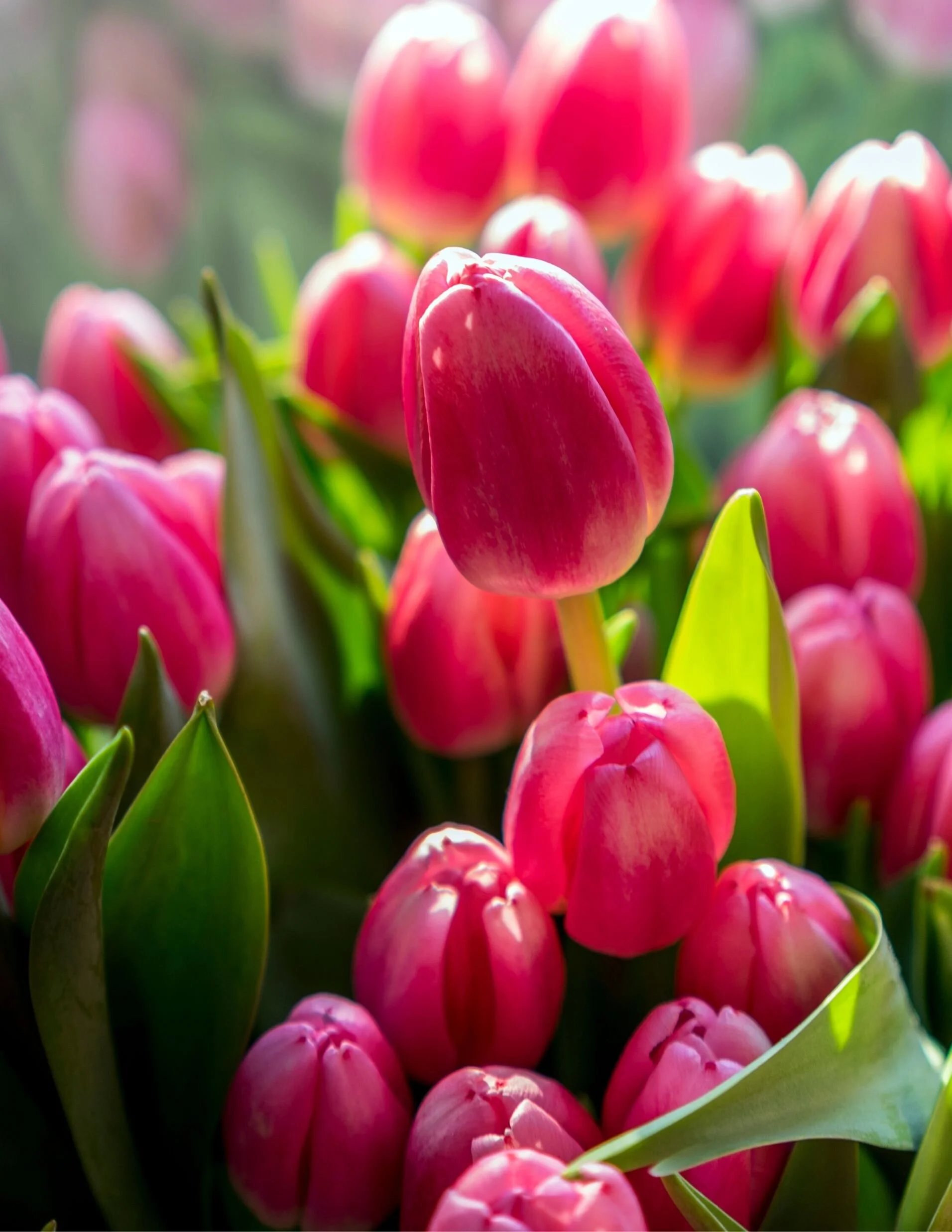 Tulips