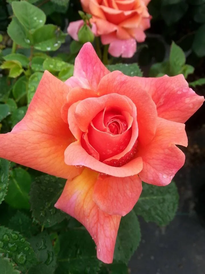 Close-up of a blooming rose in the garden center at Godfrey Nursery.
